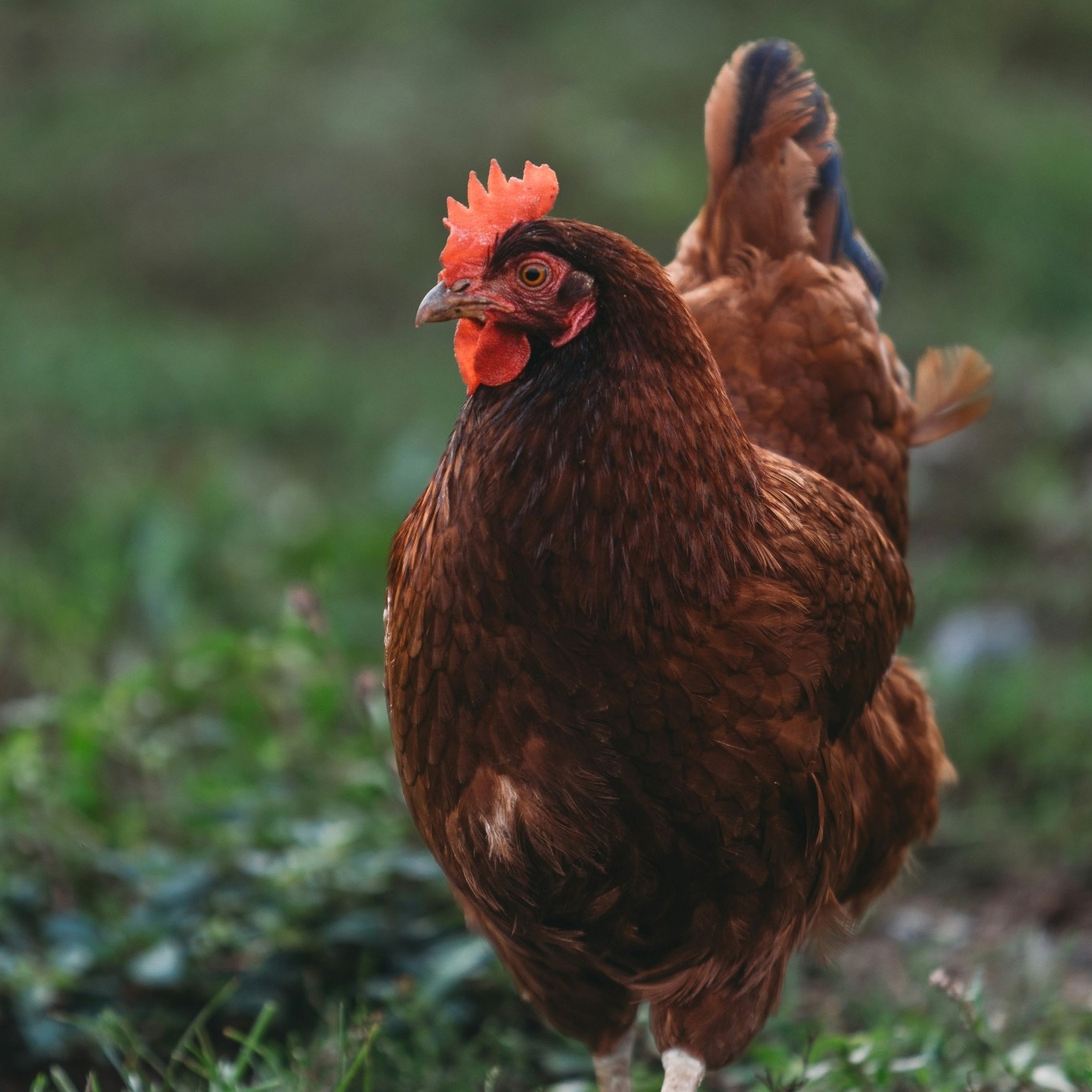 Owning Chickens - Here are five fast facts about the Rhode...