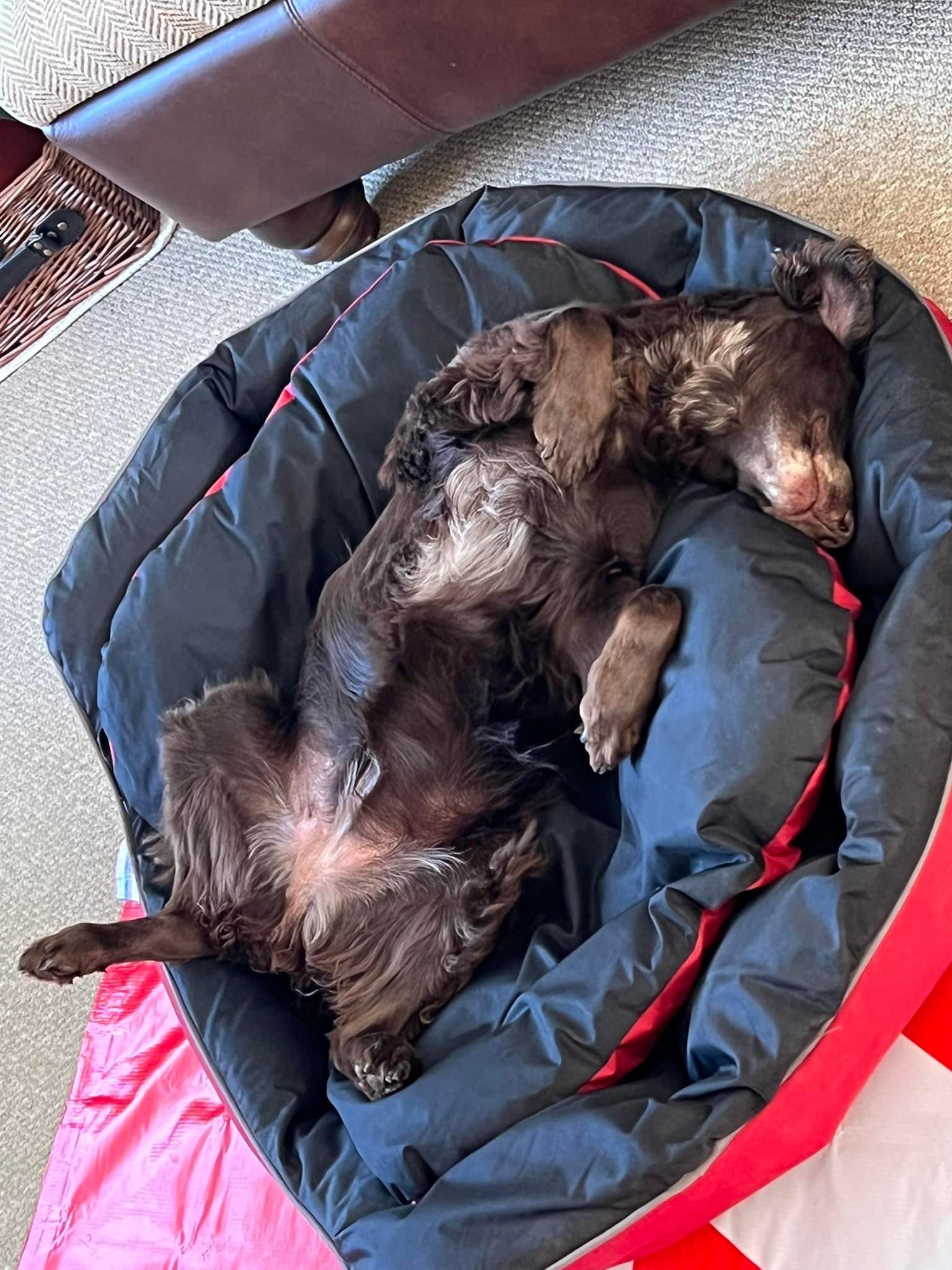 This is how I found Ruby.... - Rainbows End Farm - Stanwick | Facebook