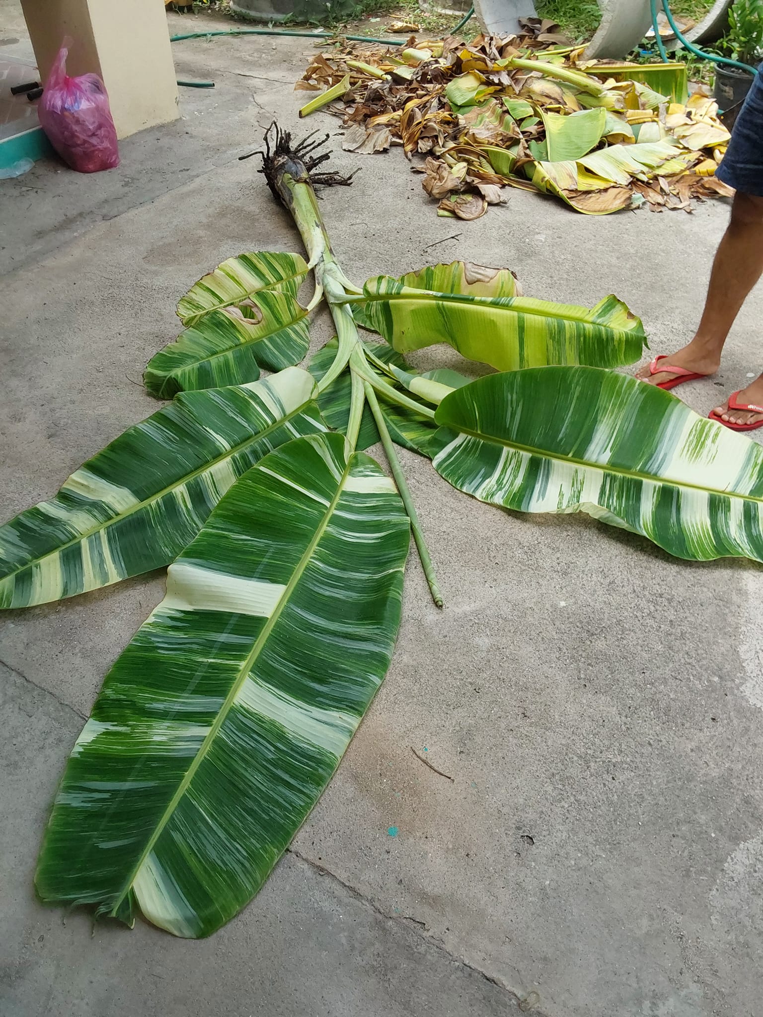 Nam wah variegated banana musa from Thailand