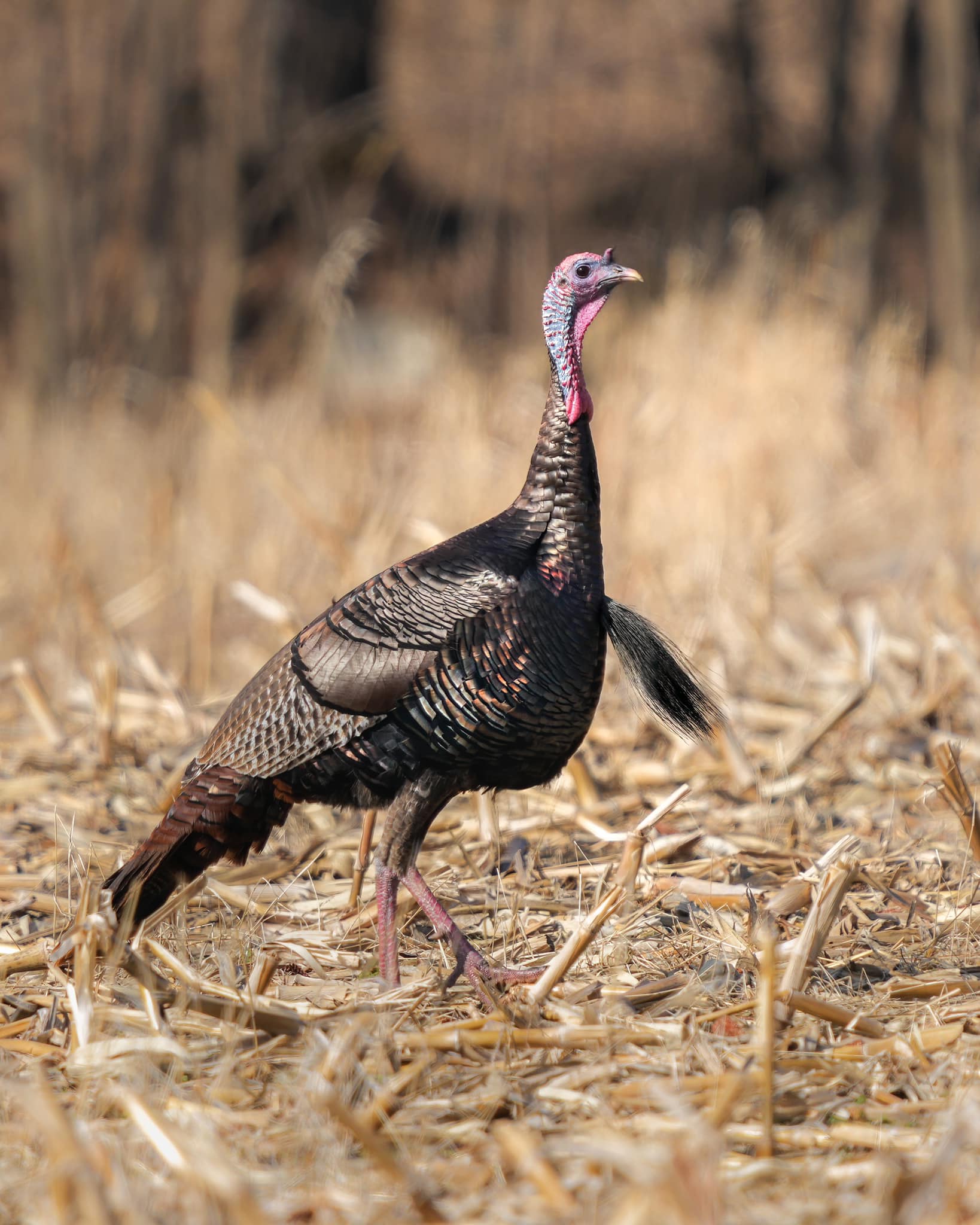 In our Sunday best, strutting to meet the crew for some ____ (fill 