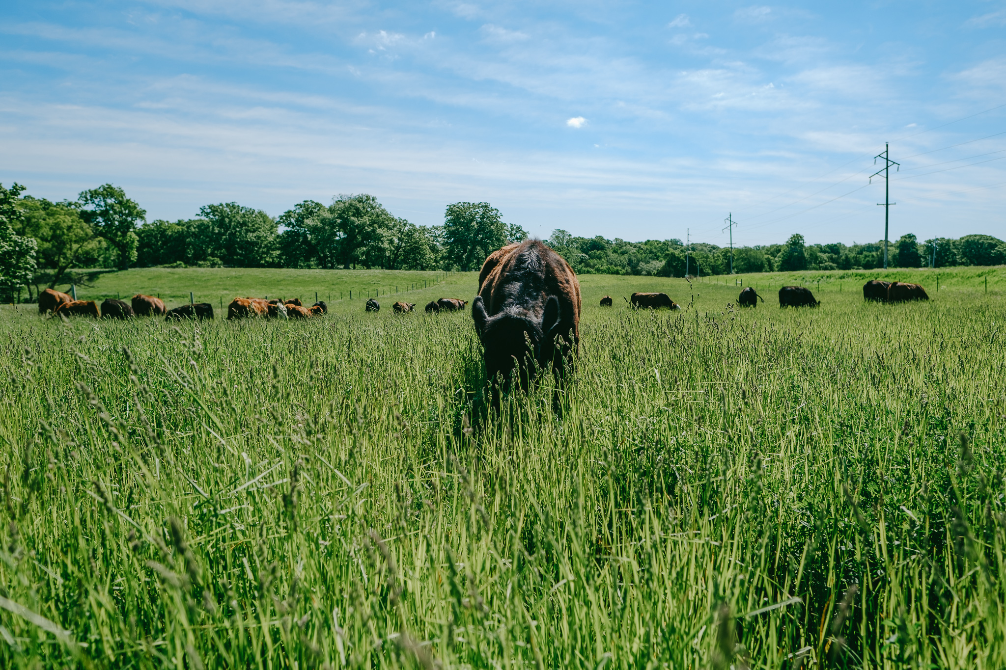 Stormy Creek Farm | New Ulm MN