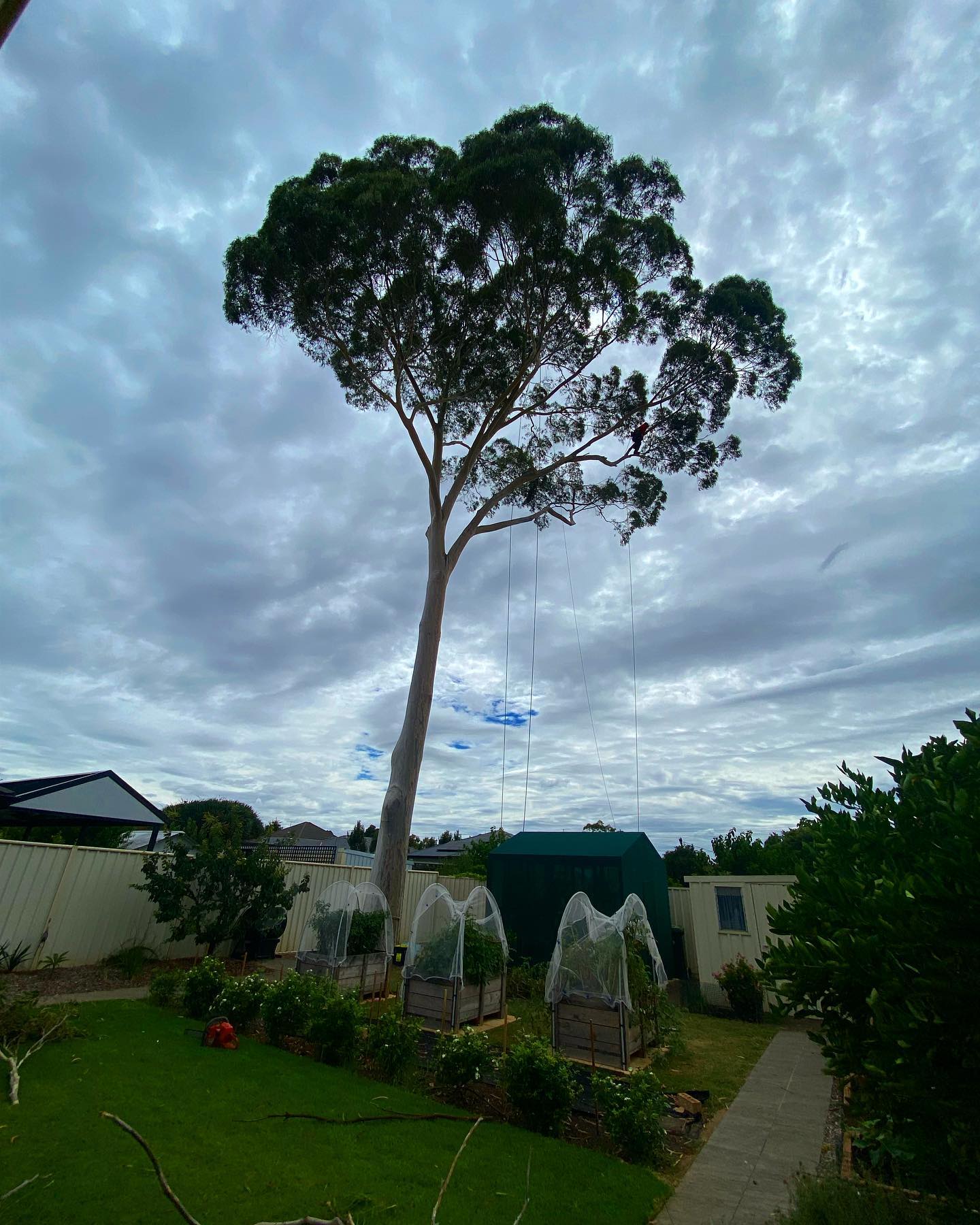 Embark Tree Services