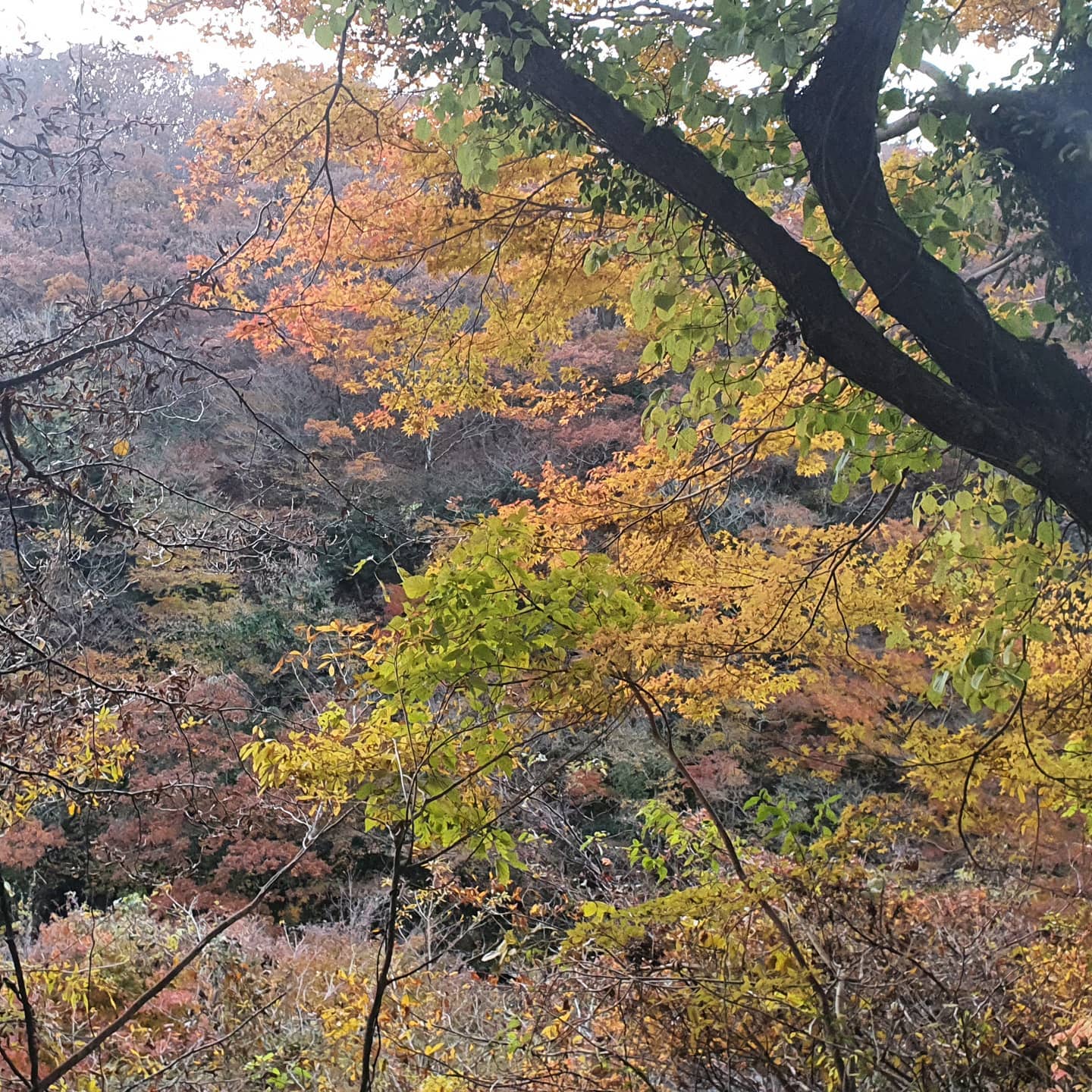 일본 여행 #불혹여행 #후쿠오카 #일본맛집 #일본여행 | Song Jeong Hee
