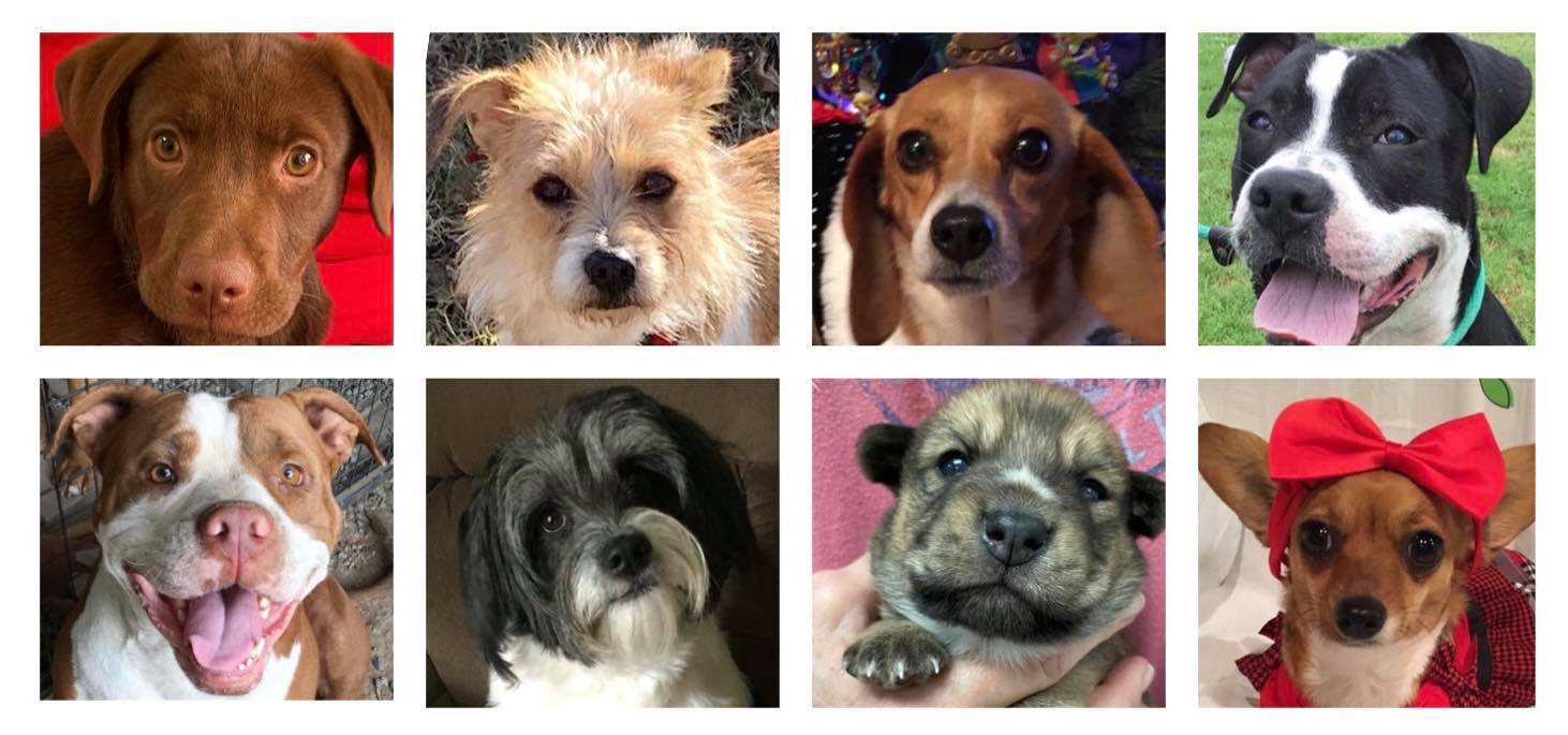 ARRF - Animal Relief & Rescue Fellowship