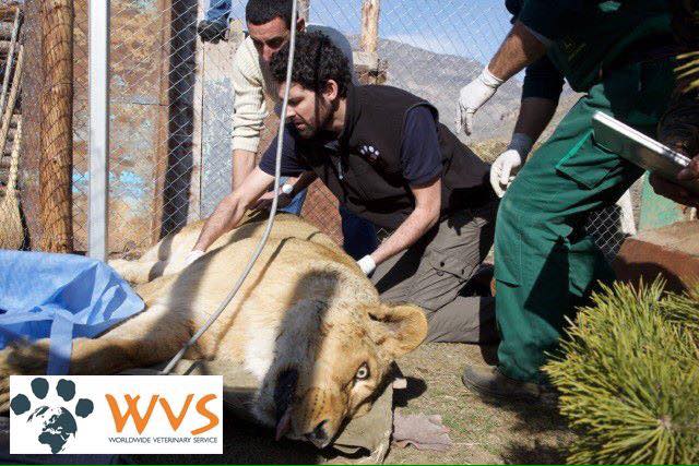 MasterJect Animal Injector