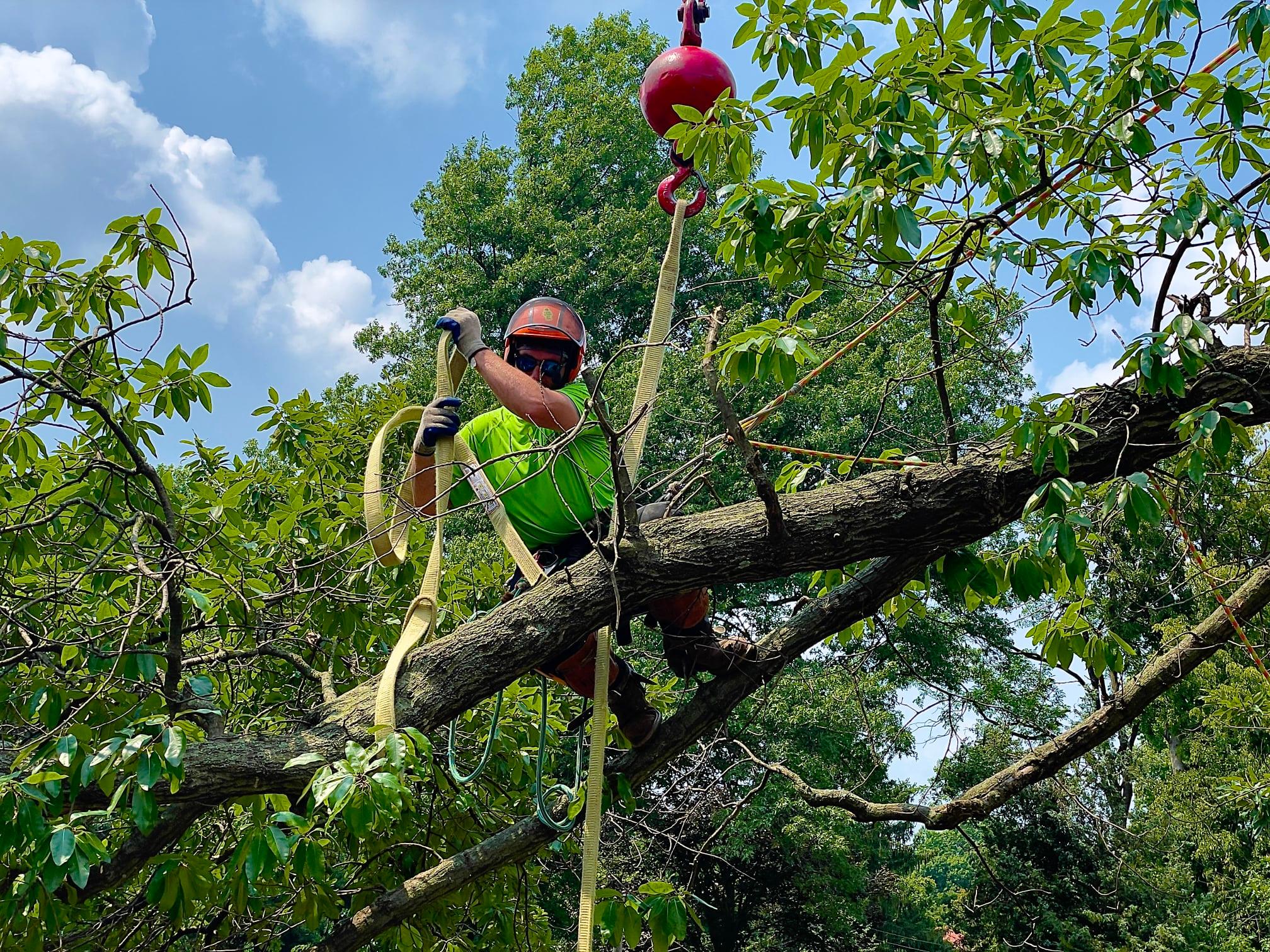 Certified Tree Tech LLC | Springfield MO