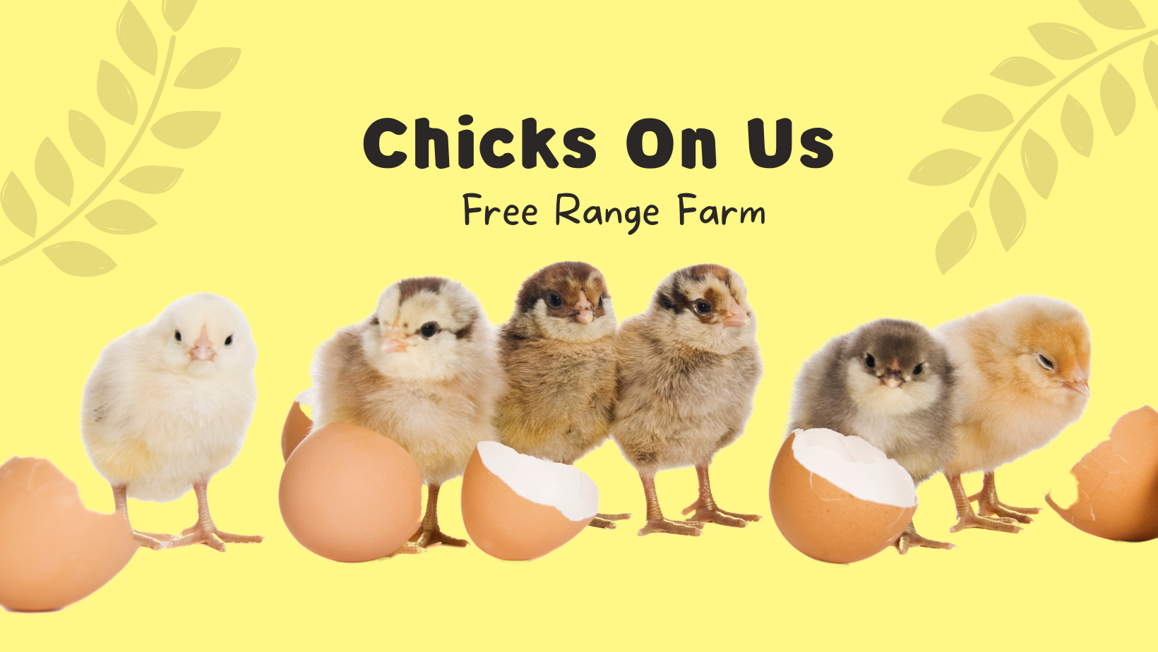 Chicks On Us Free Range Farm | Lipa City