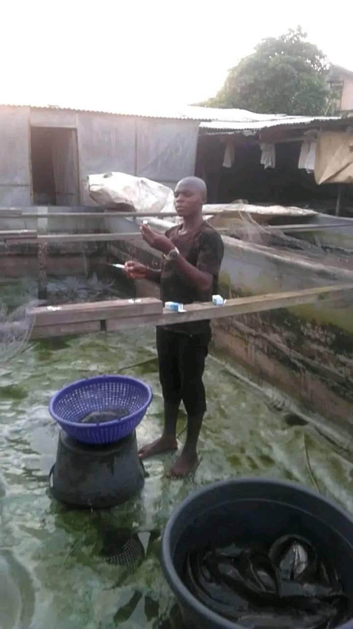 Rahman fish hatchery | Lagos