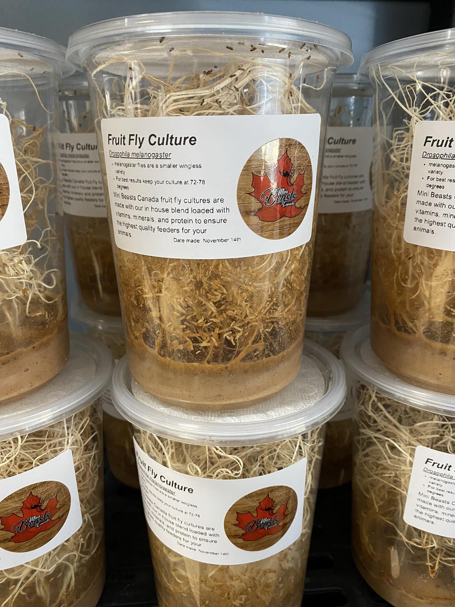 Dart Frog Connection - DFC Golden Hydei Fruit Fly Culture