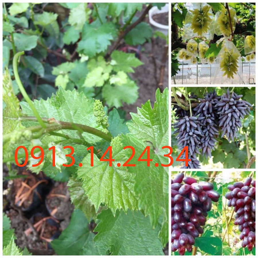 Chuyên lan phi điệp bóc... - Chuyên lan phi điệp bóc rừng