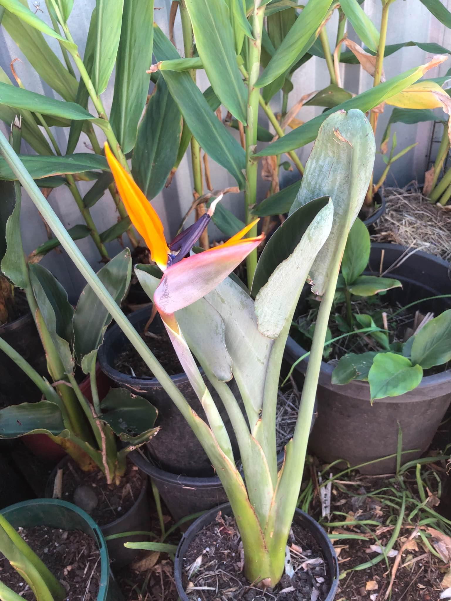 Bird of paradise Plants & Seedlings Cessnock, New