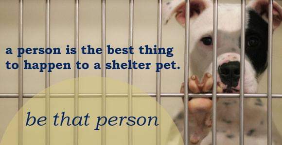 Sutter Buttes Canine Rescue - Do you have a collection of DVD movies ...