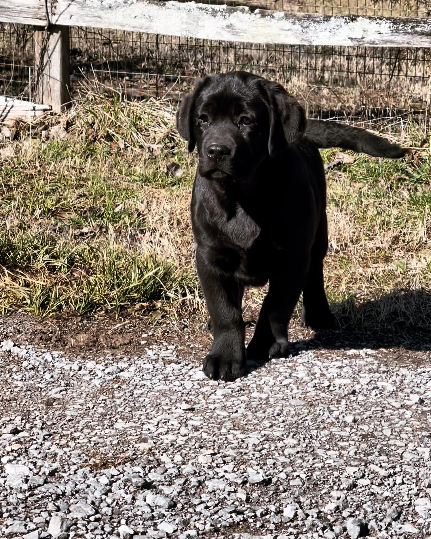 Tried & True Labradors