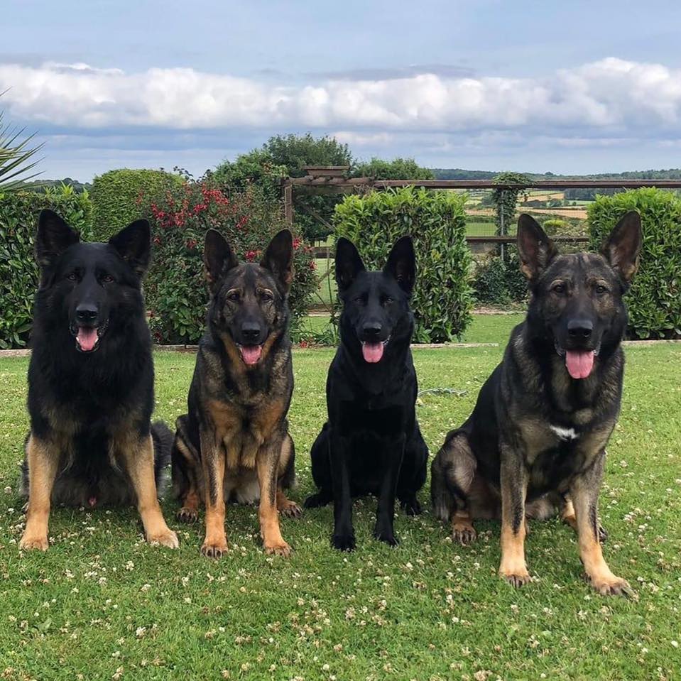 Dynamic K9’s | Wales