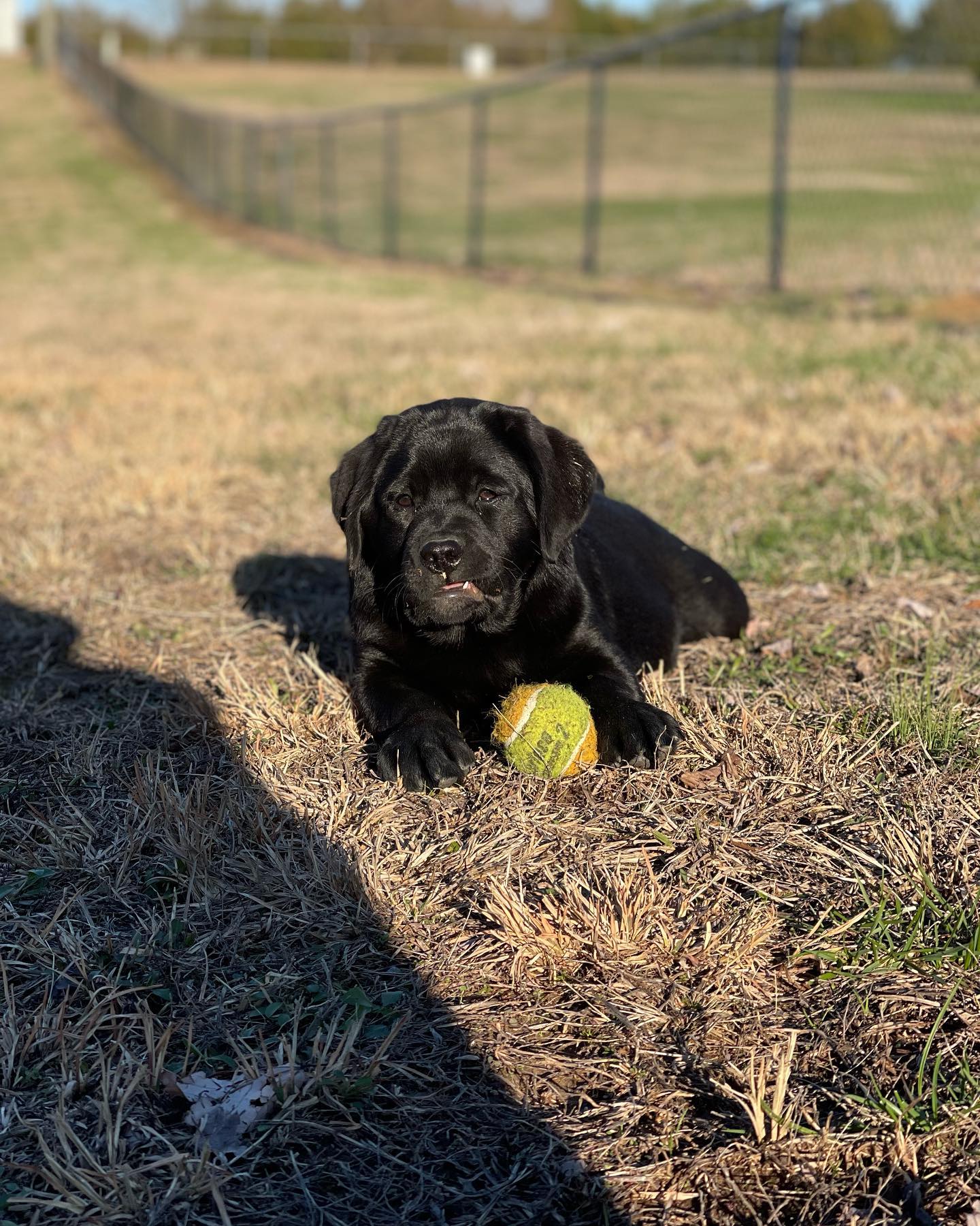 Tried & True Labradors