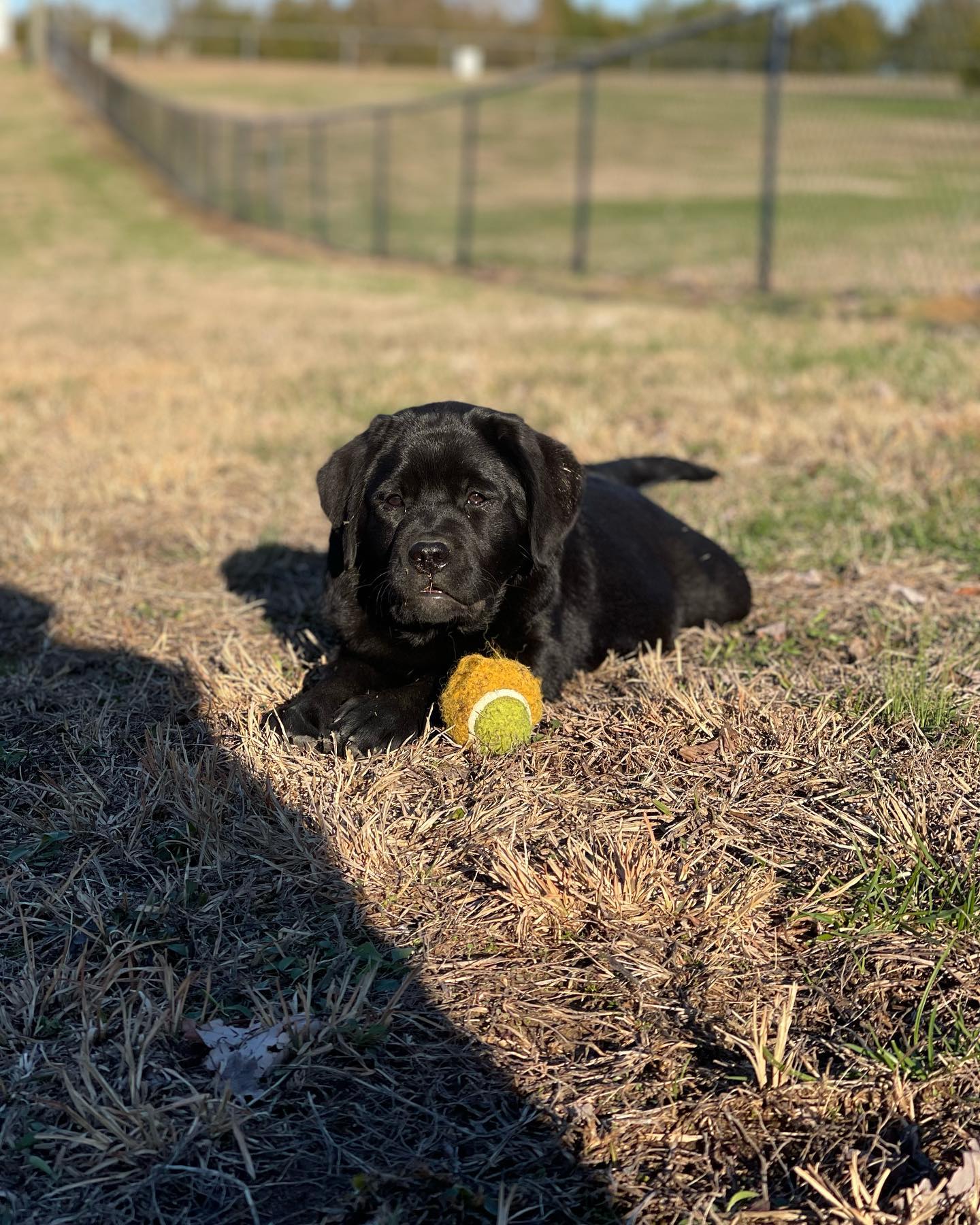Tried & True Labradors