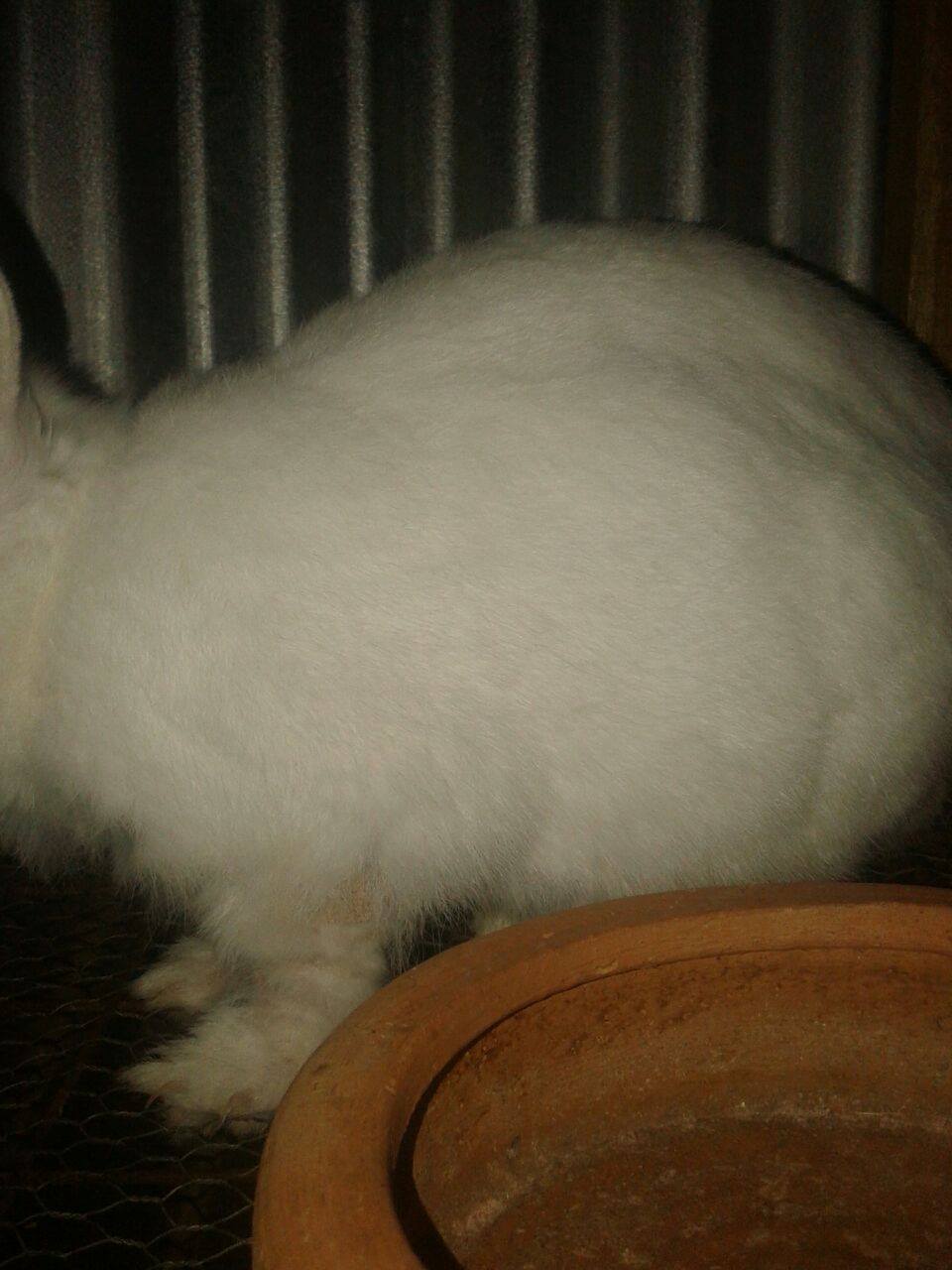 Rabbit Genus Ltd | Juja