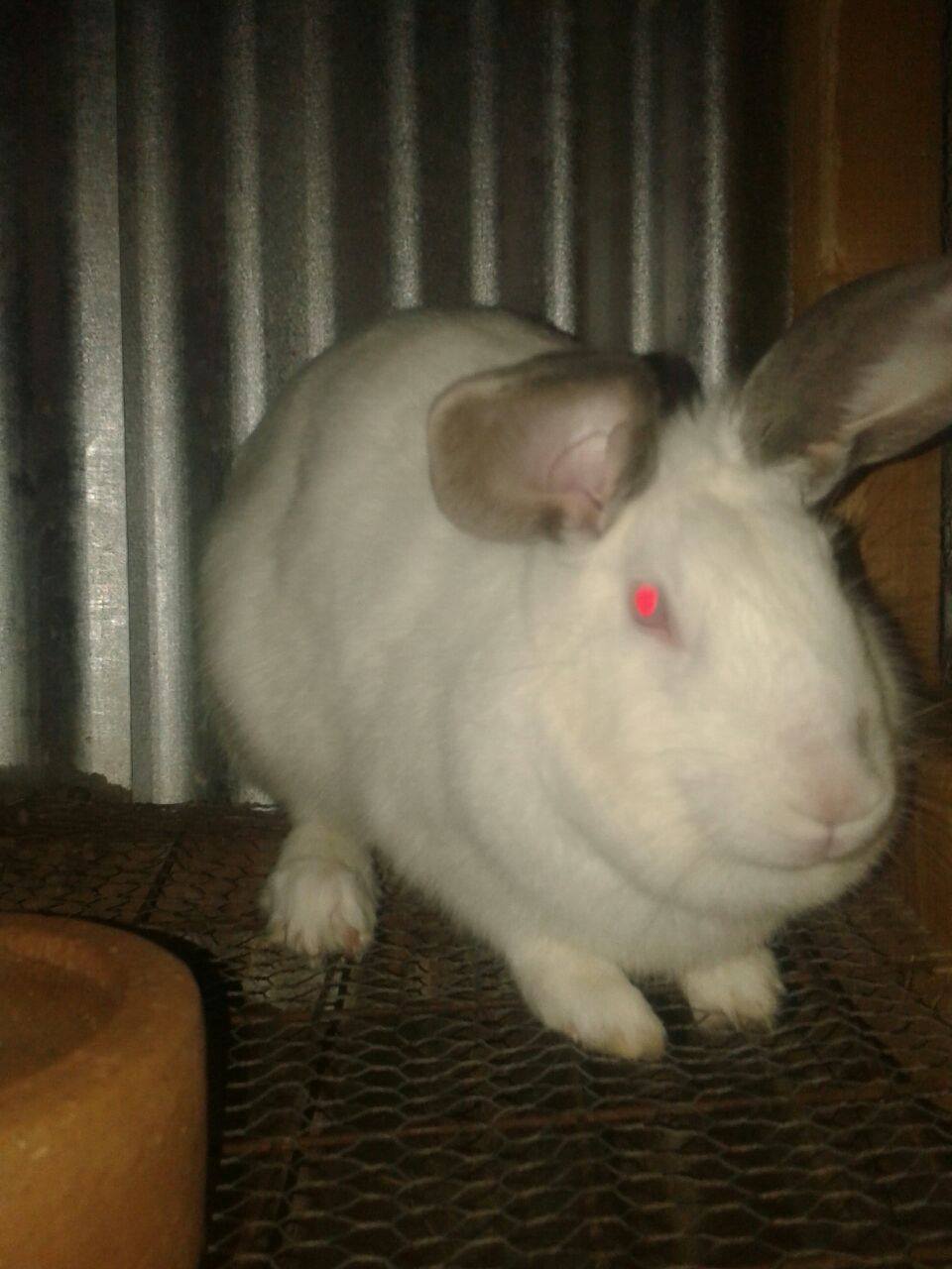 Rabbit Genus Ltd | Juja