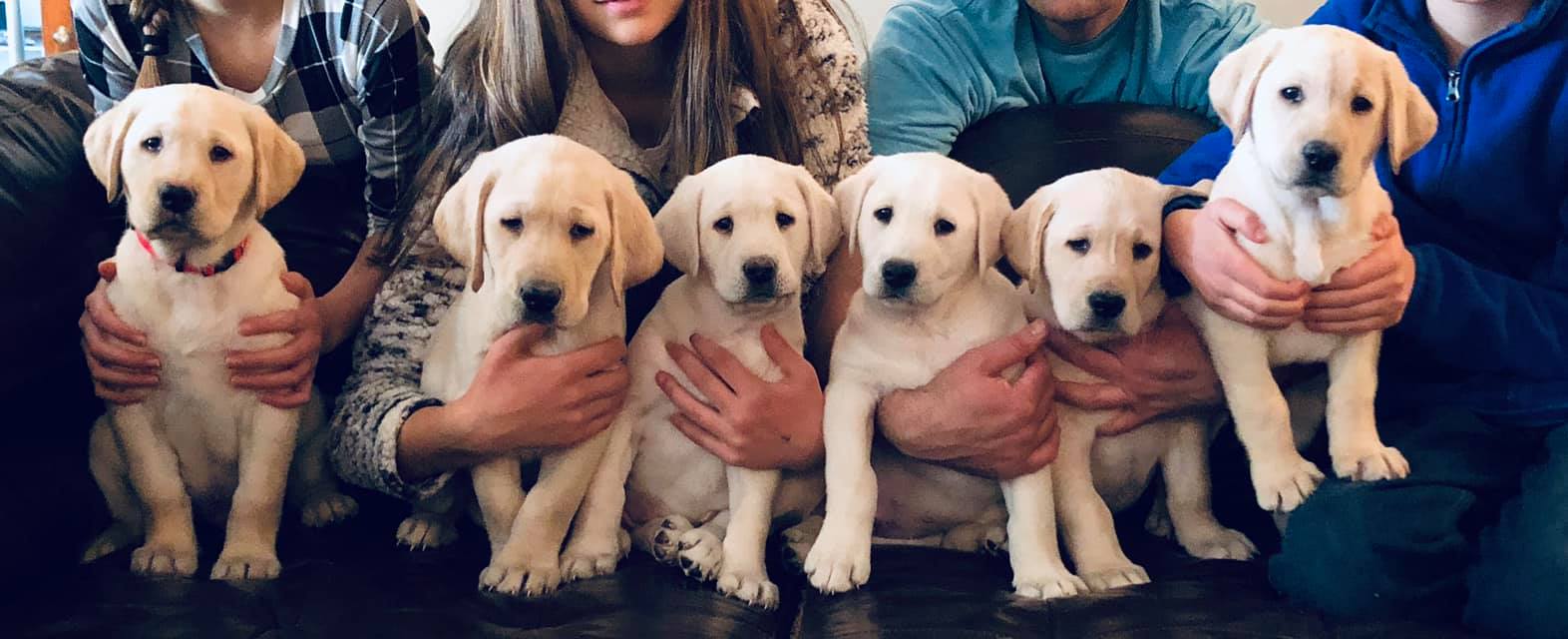 Love, Joy, Peace, Puppies-AKC Labrador Retrievers