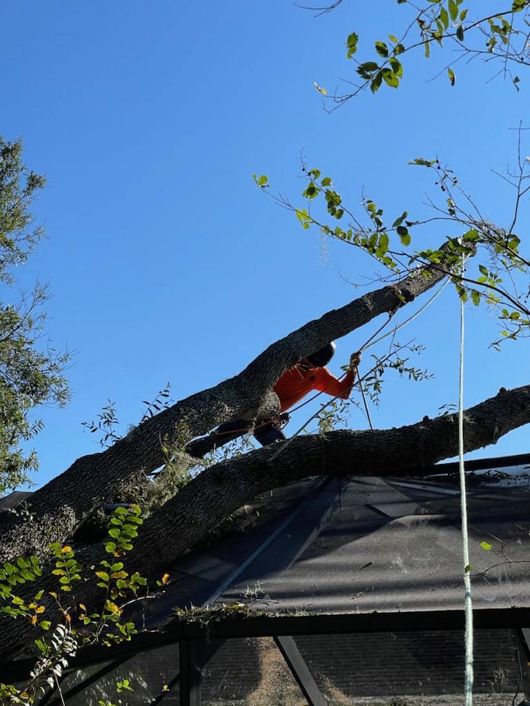 Hi-Point Tree Service
