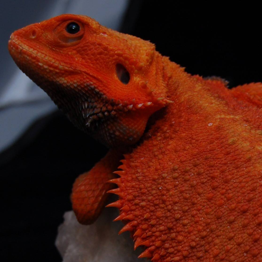 LocoLizards - LocoLizards added a new photo.