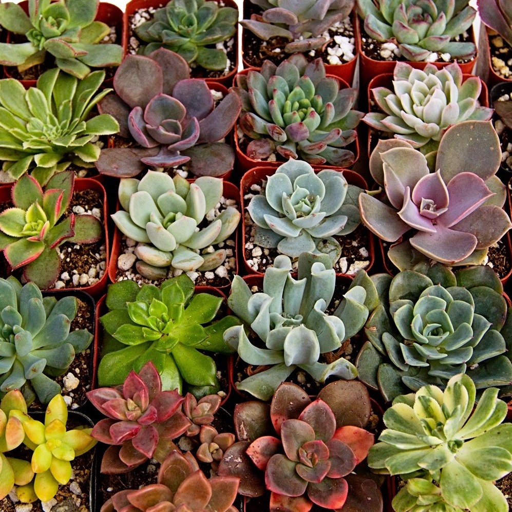 Take a little walk through P & C Nursery with us. 🌿 From succulents and ...