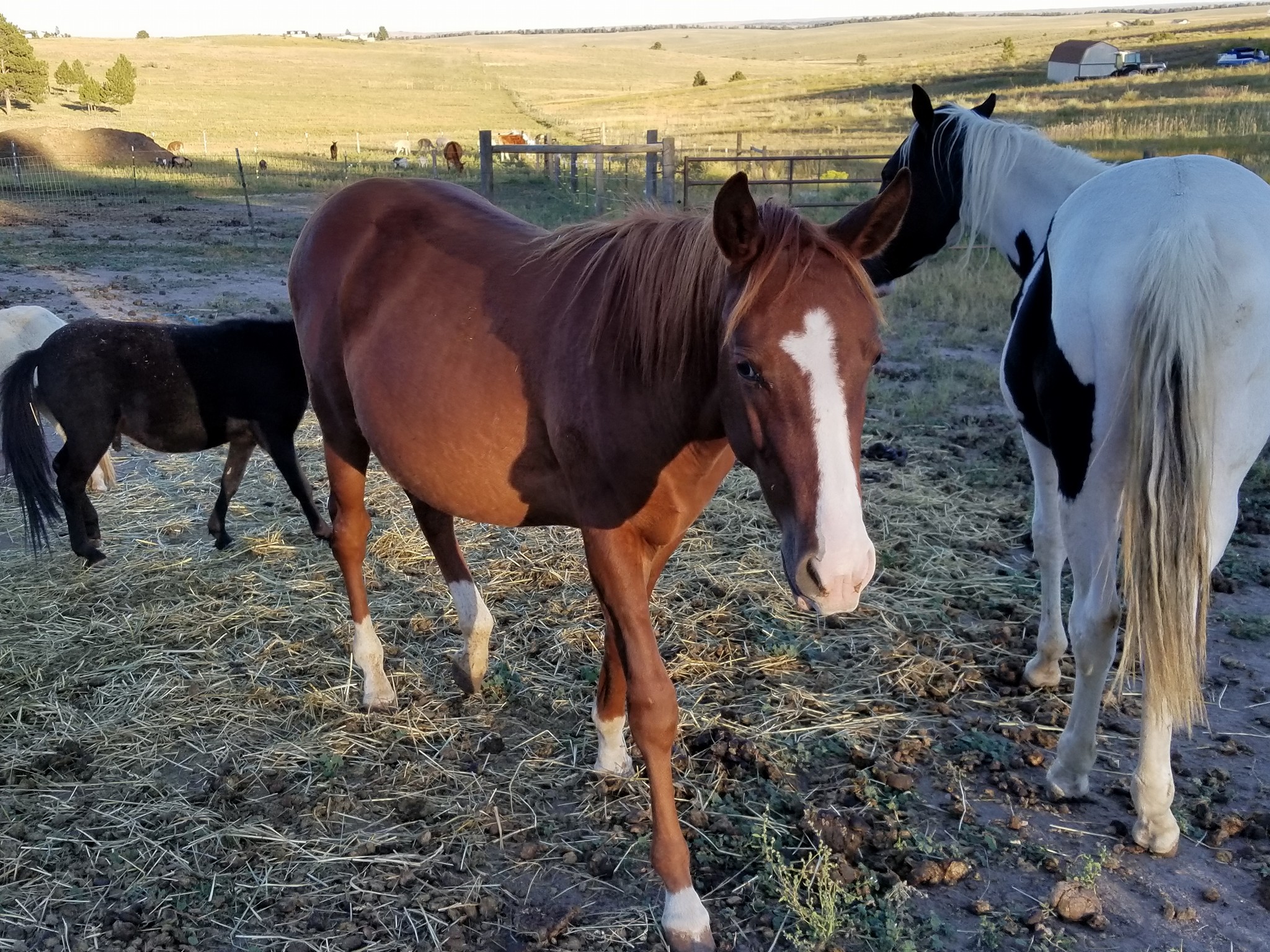 Second Chance Redemption Ranch | Kiowa CO