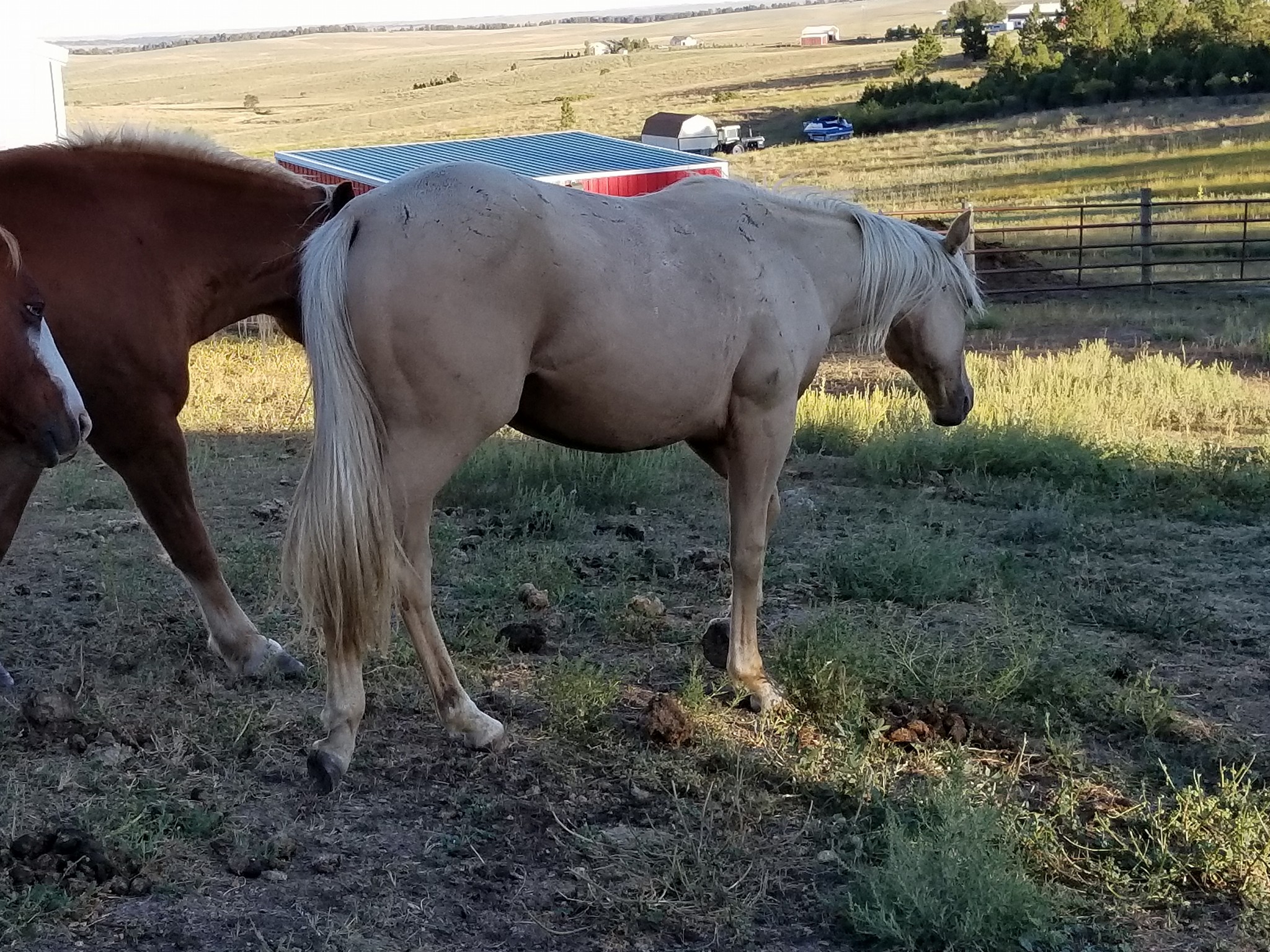Second Chance Redemption Ranch | Kiowa CO