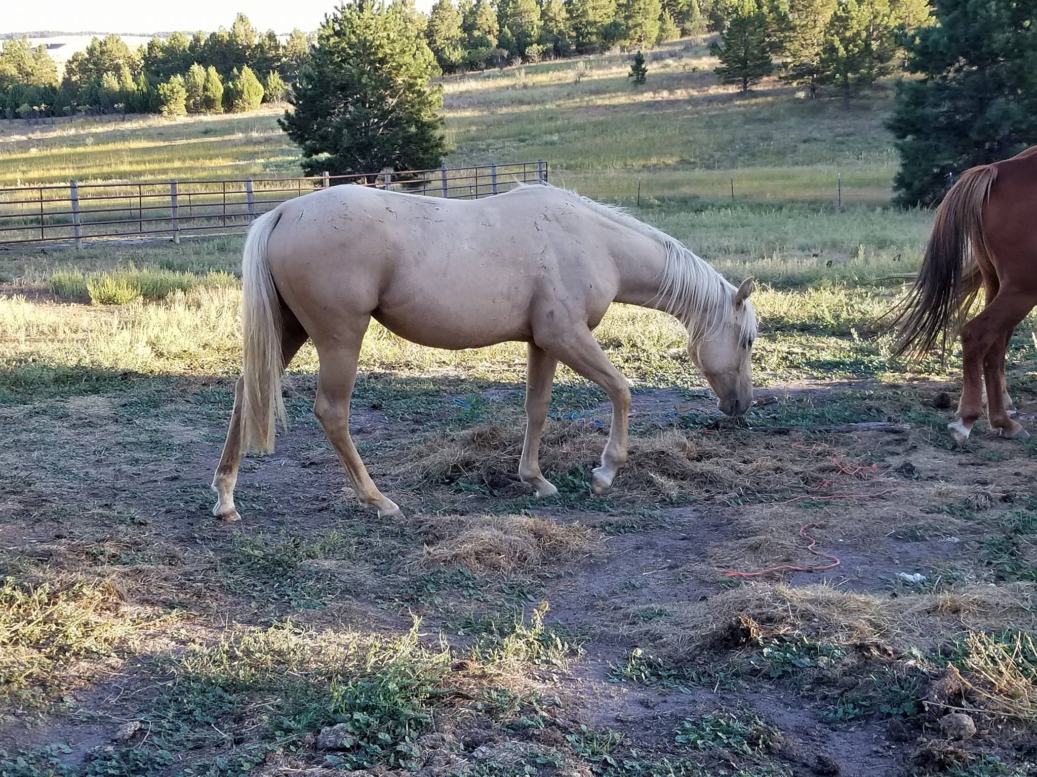 Second Chance Redemption Ranch | Kiowa CO