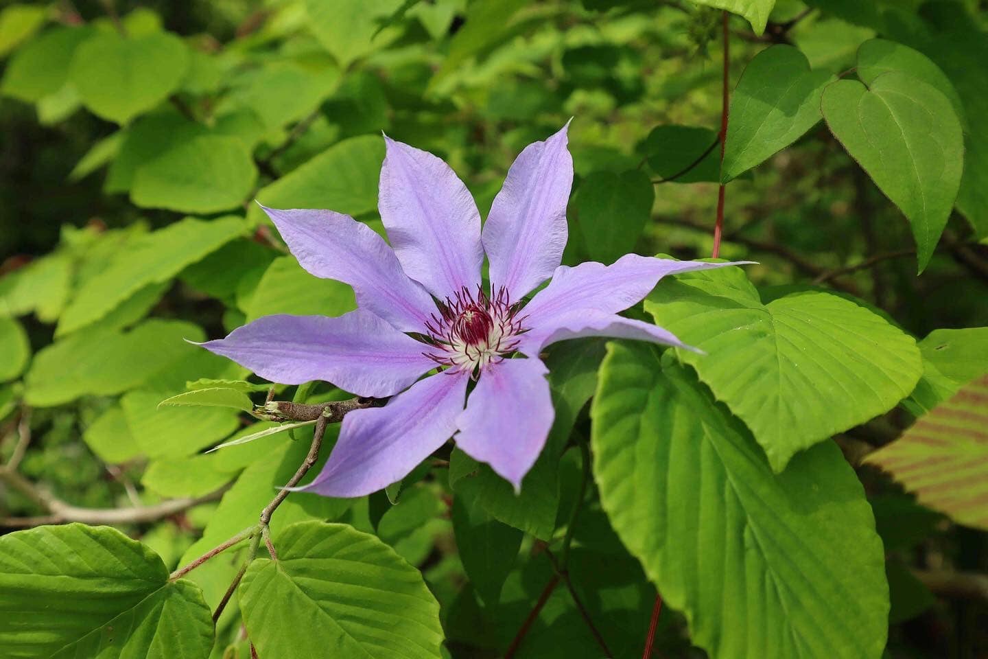 紫色が美しいカザグルマ初開花！ 土佐の植物生態園にはカザグルマと 