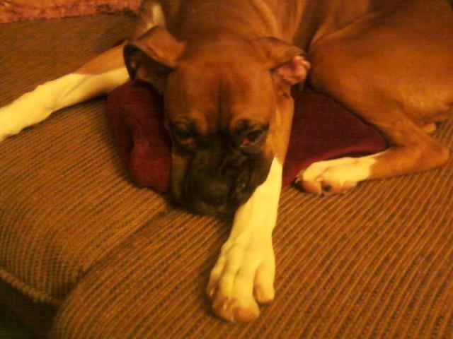 Grandview Ridge Boxers | Winfield WV