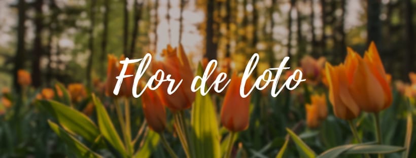 Flor de Lótus.Catálogo online - Praticidade é tudo de bom e essa é uma ...