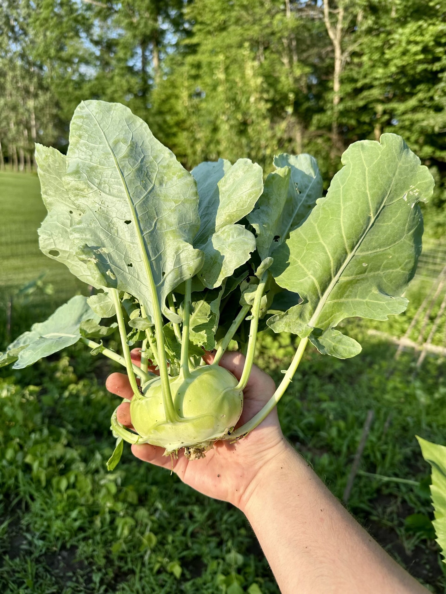 kohlrabi glutathione Glucosinolates in moringa and cruciferous vegetables as powerful antioxidants Health benefits