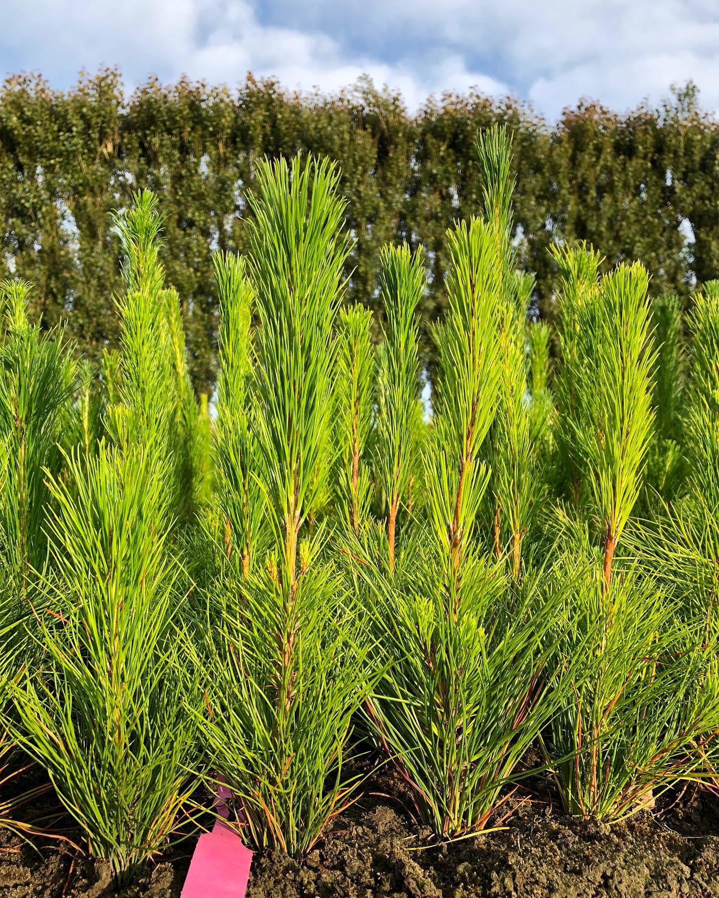 Pinus Radiata VicFlora: Pinus Radiata