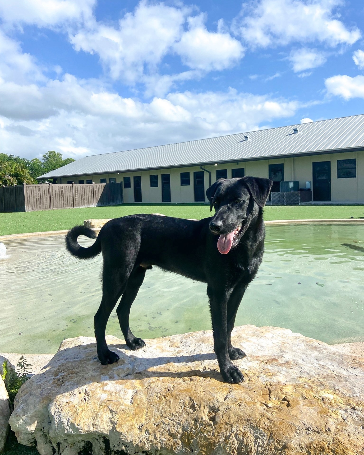 Lifeguard on duty!🐶 🌊 Negrito the... - Big Dog Ranch Rescue