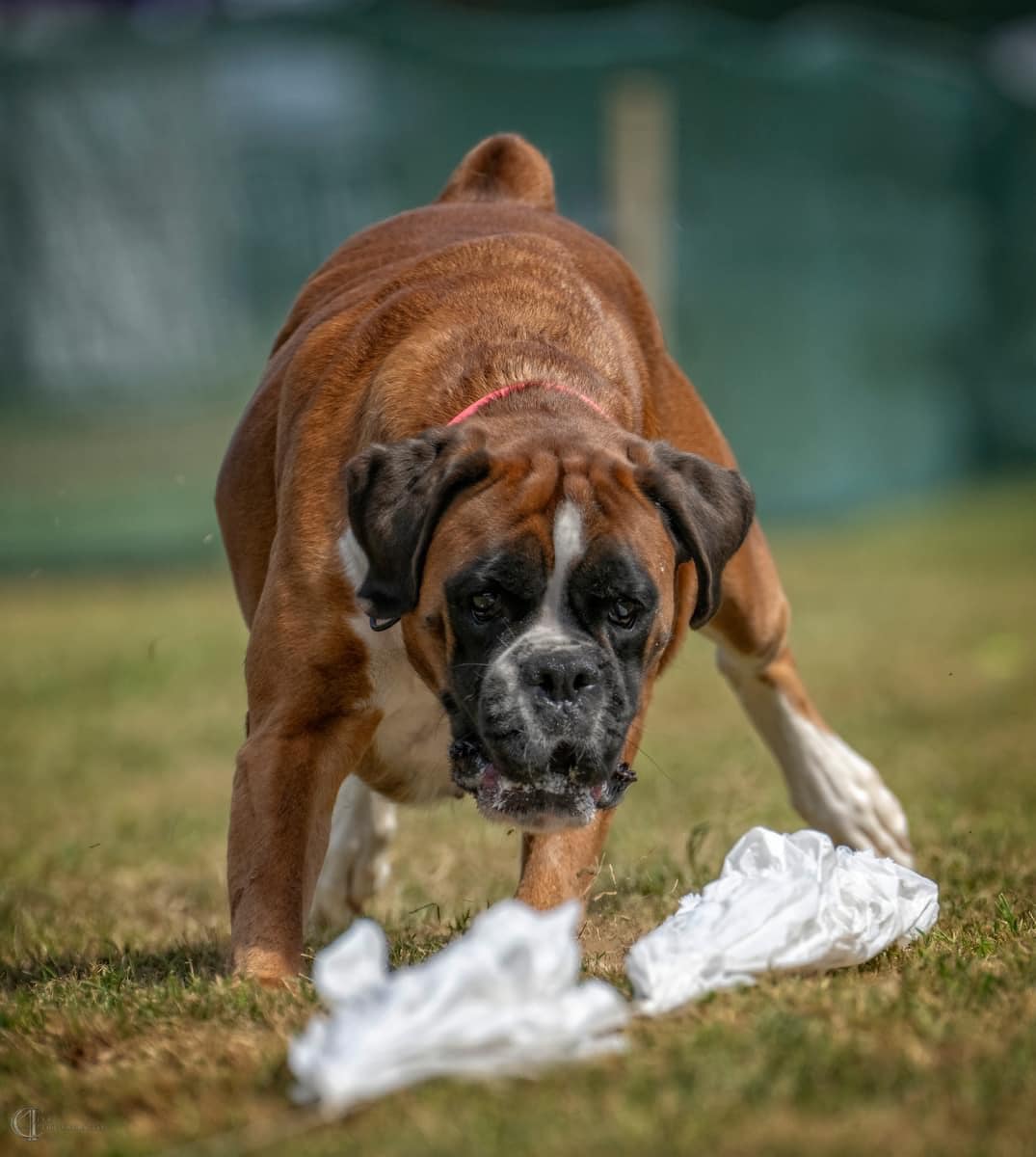 Happy 4th birthday to my ride or die... - BellRidge Boxers | Facebook
