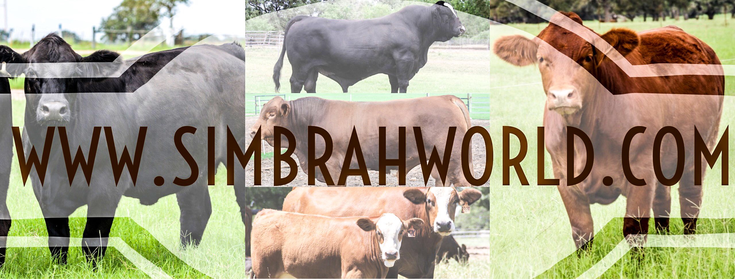 Simbrah World