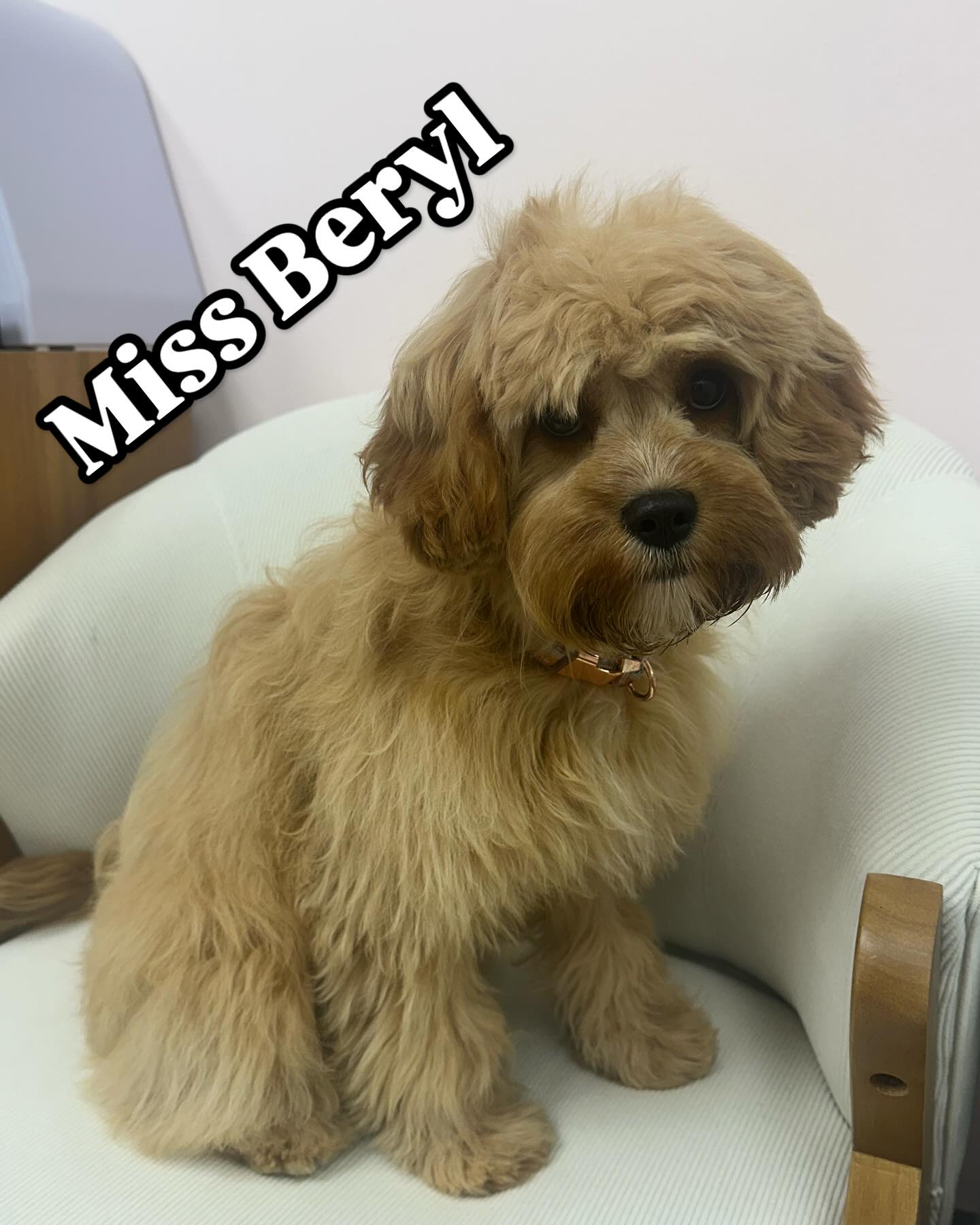 Mermaid - 📅 Miss Beryl’s Big Appointment! 🐶💜 Miss Beryl is patiently ...