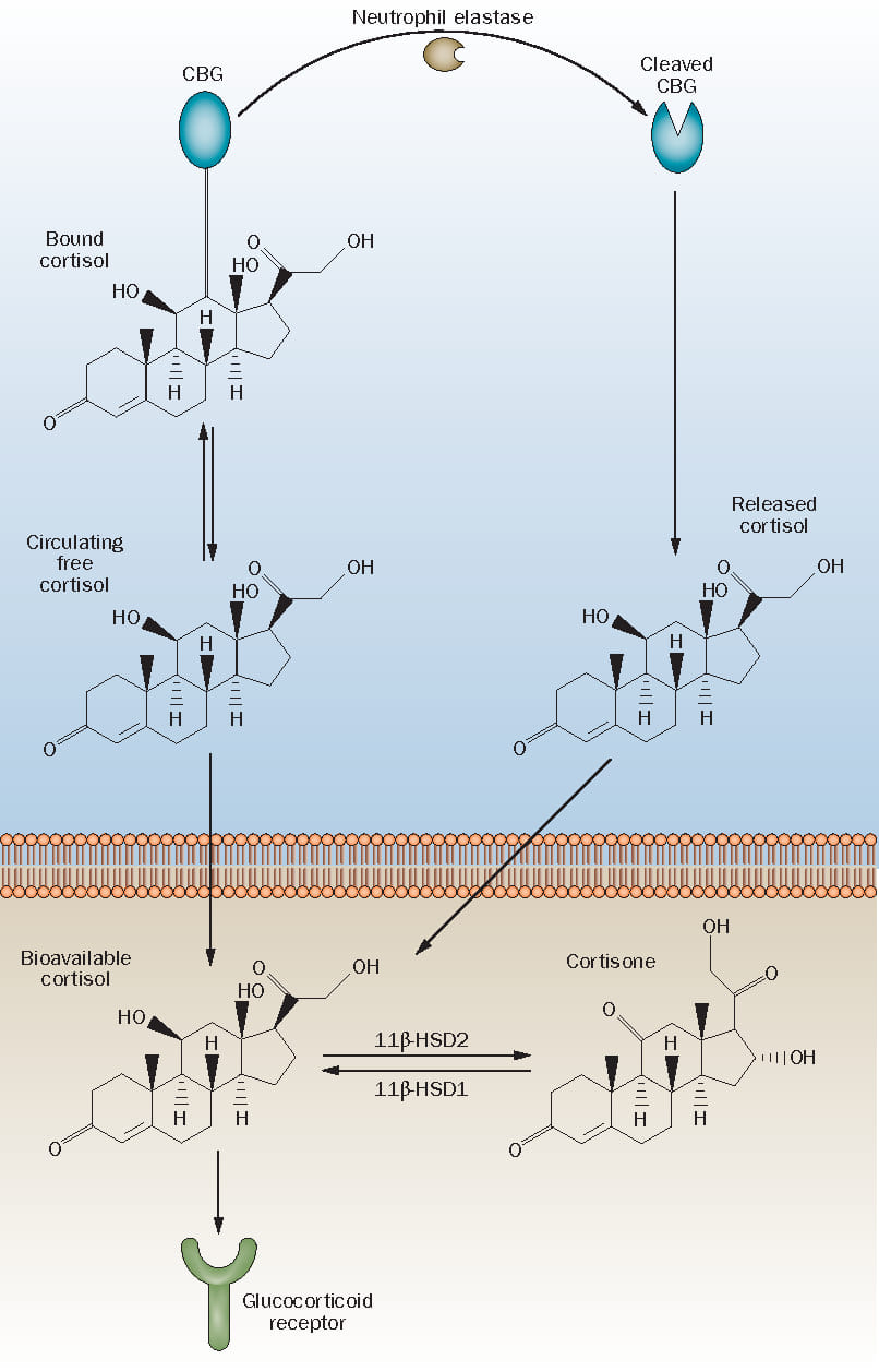 acetyl l carnitine cortisol Would you know please how can increase levels or adrenal function? I tried it for mitochondrial support, ammonia, oxydativ stress...i tried a whole capsule first and experienced high KAL Ultra B-12 Methylcobalamin NI1901 Size:400 Caps