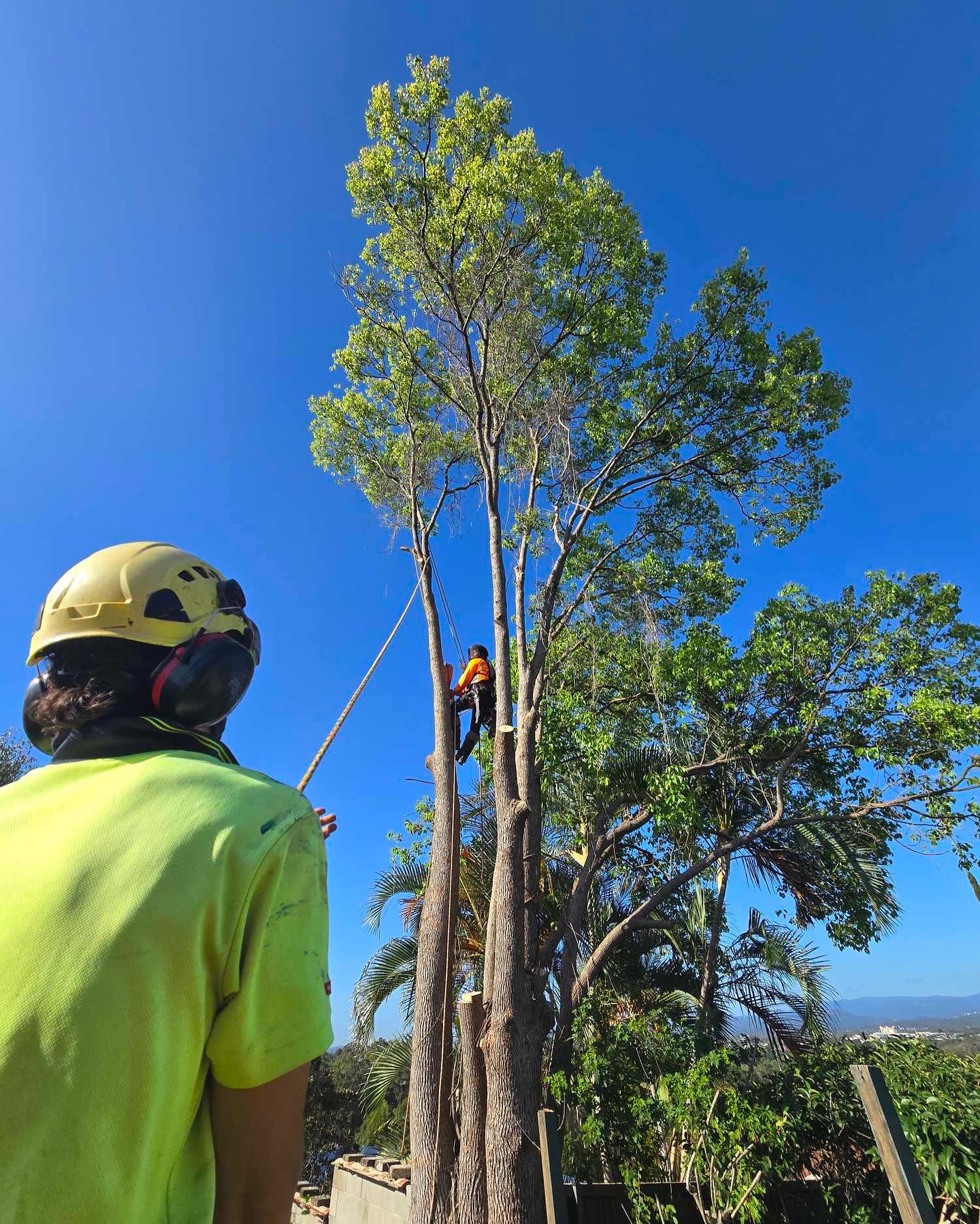 Canopy Works Tree Specialists | Gold Coast QLD