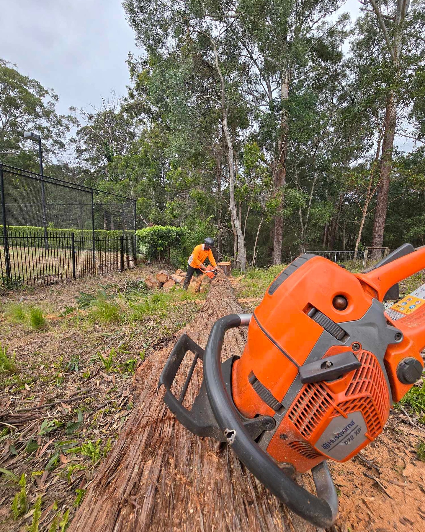 Canopy Works Tree Specialists | Gold Coast QLD