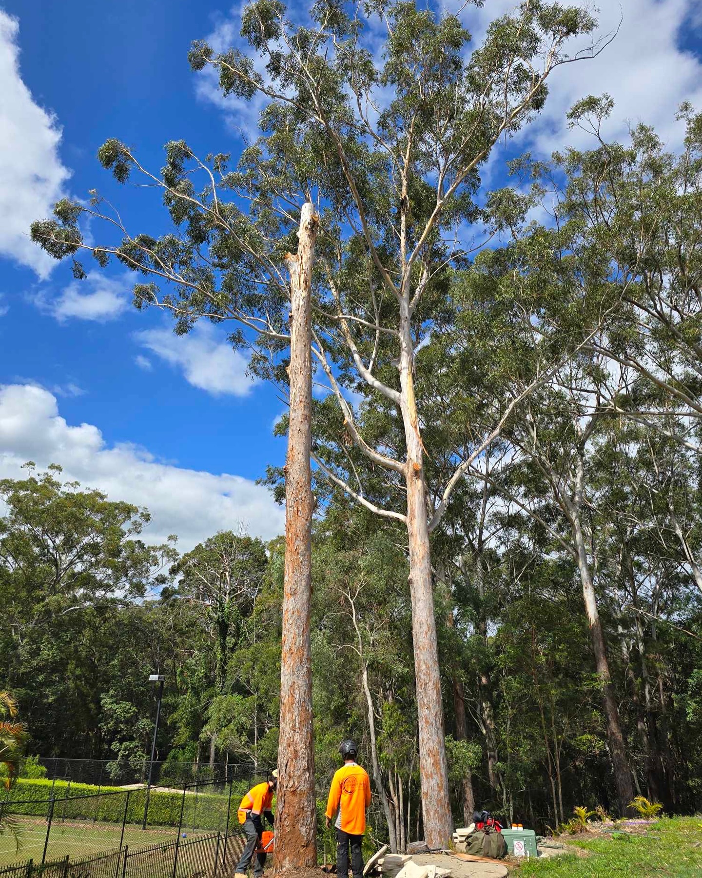 Canopy Works Tree Specialists | Gold Coast QLD