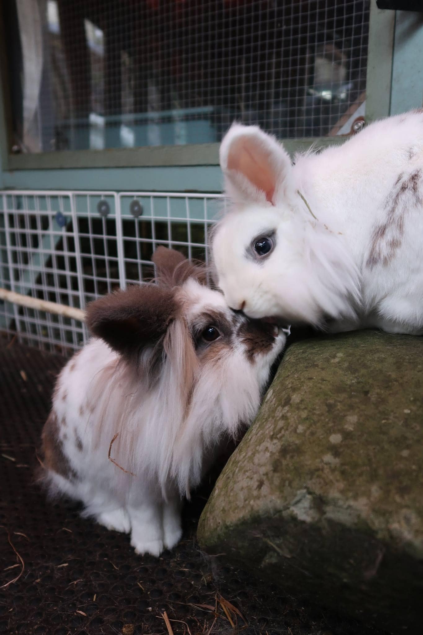 IN MEMORIAM - SABRINA BANNISTER I... - The Rabbit Crossing | Facebook