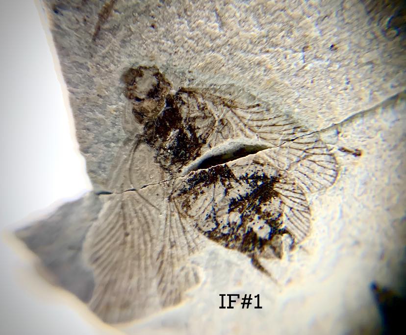 Insect Fossils on Matrix from... - Professor Stone PH