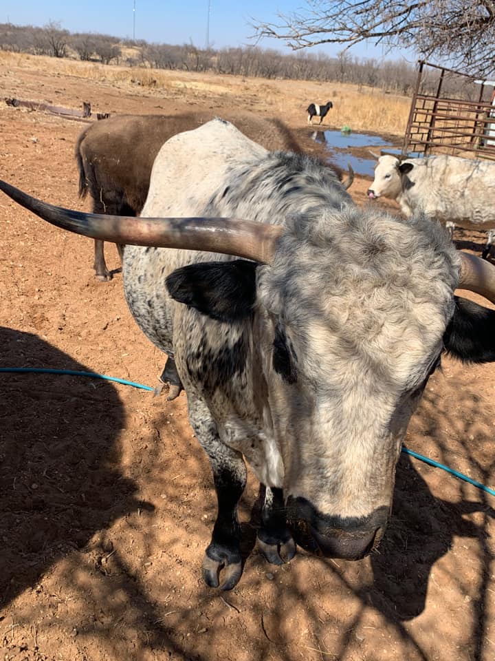 Floydada Livestock Sales added... - Floydada Livestock Sales