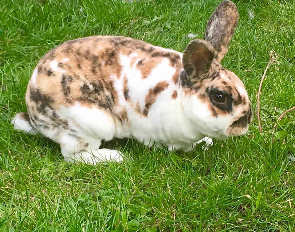 This pretty boy... - South coast rabbit rescue . portsmouth | Facebook