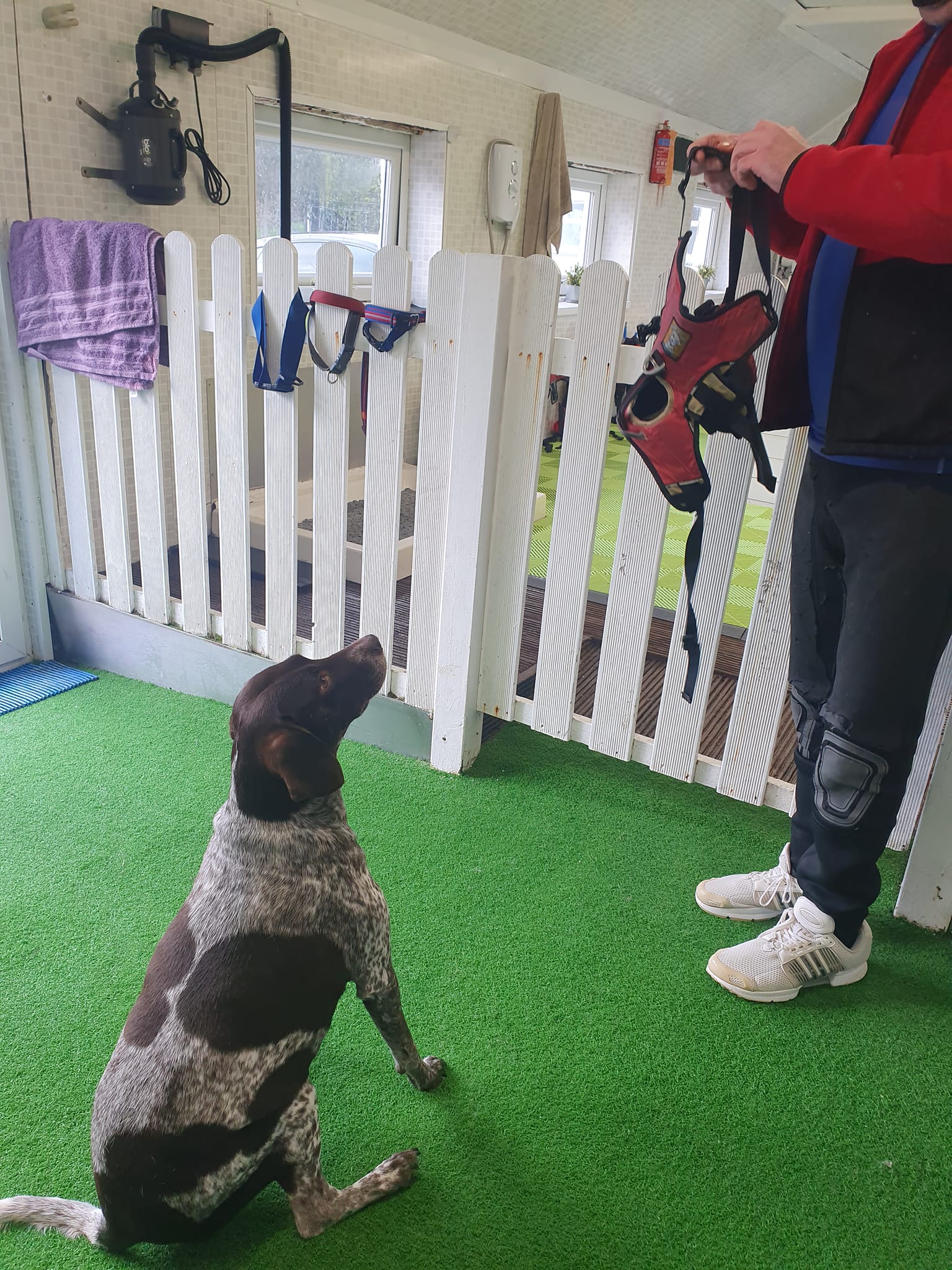 Casa Canine - My little Pops was absolutely dieing to get...