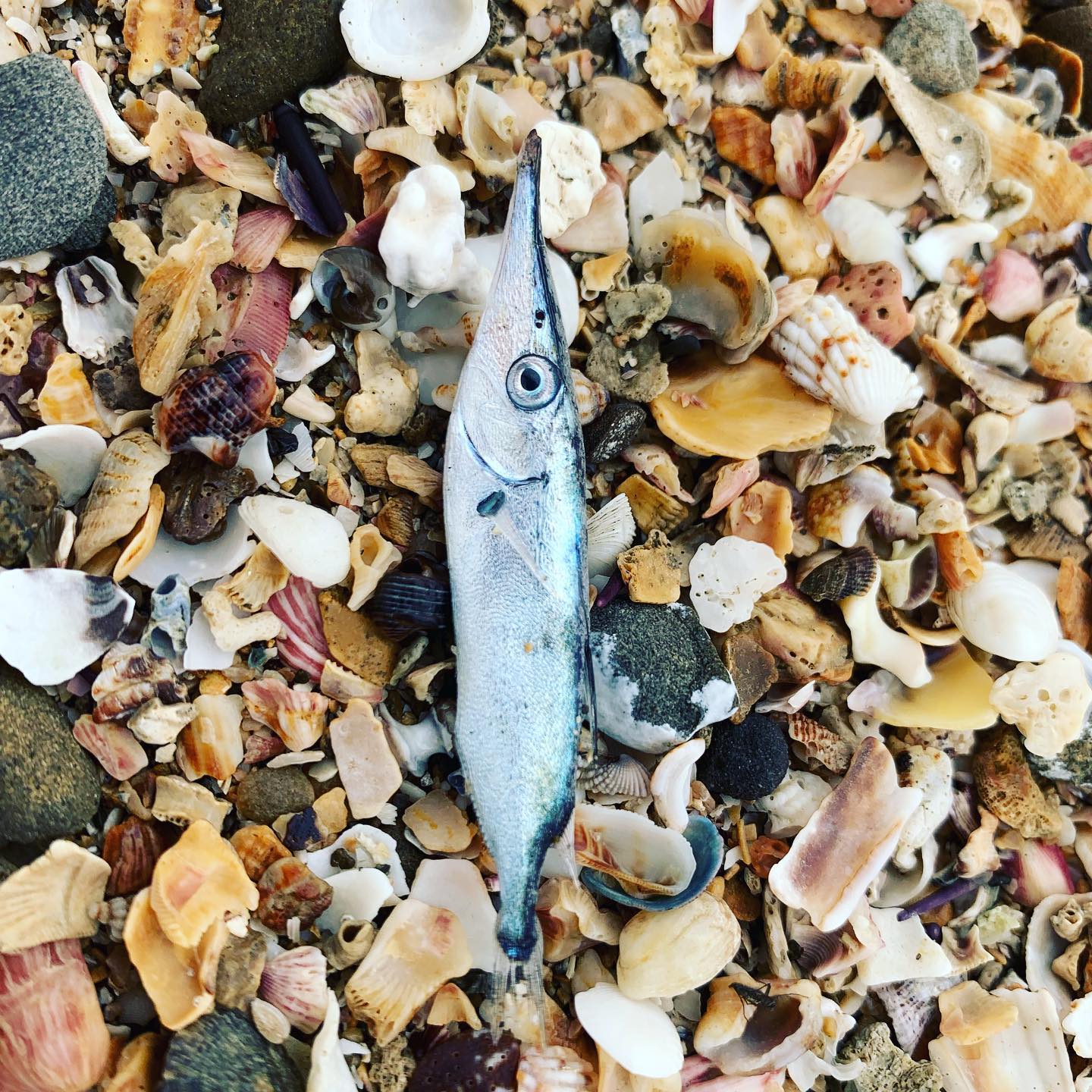 カジキの稚魚 青島トゥクトゥクトローリー Base Facebook