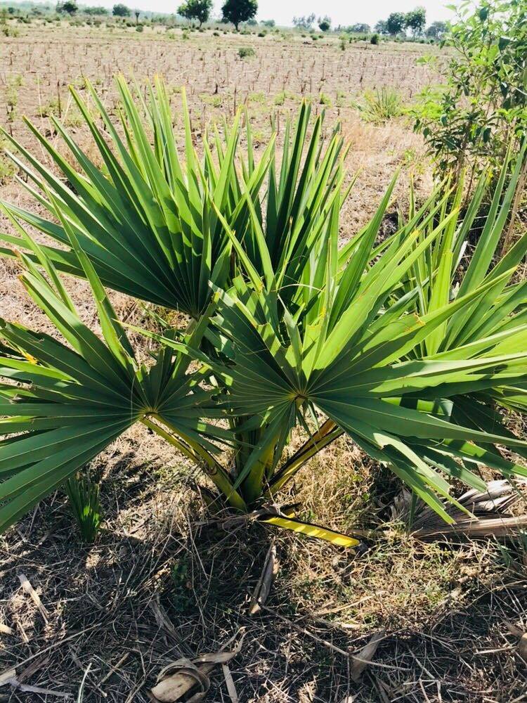 Tamil Panai