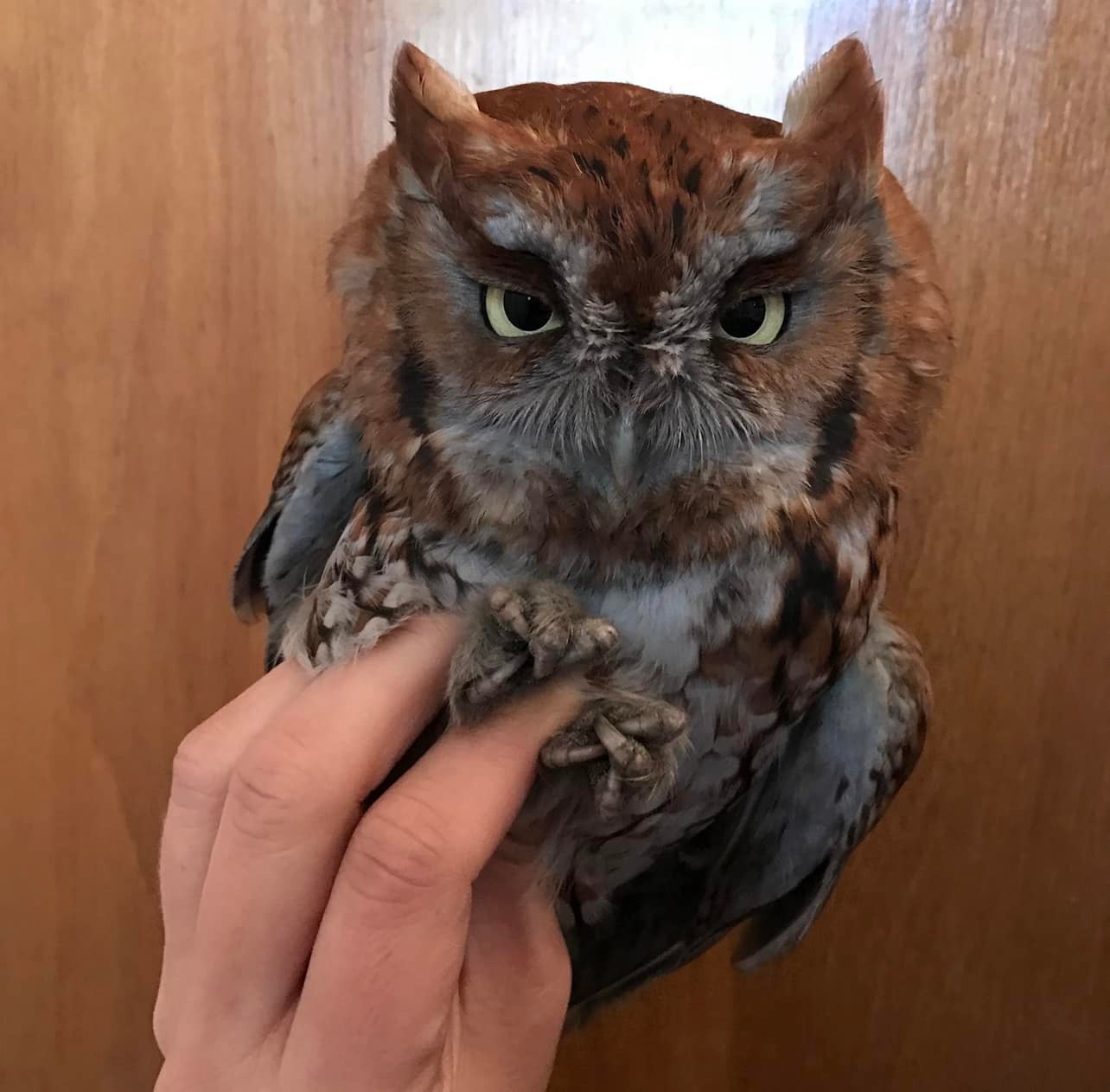 It’s Taloned Tuesday... - Raptor Tales Rescue of Shrewsbury